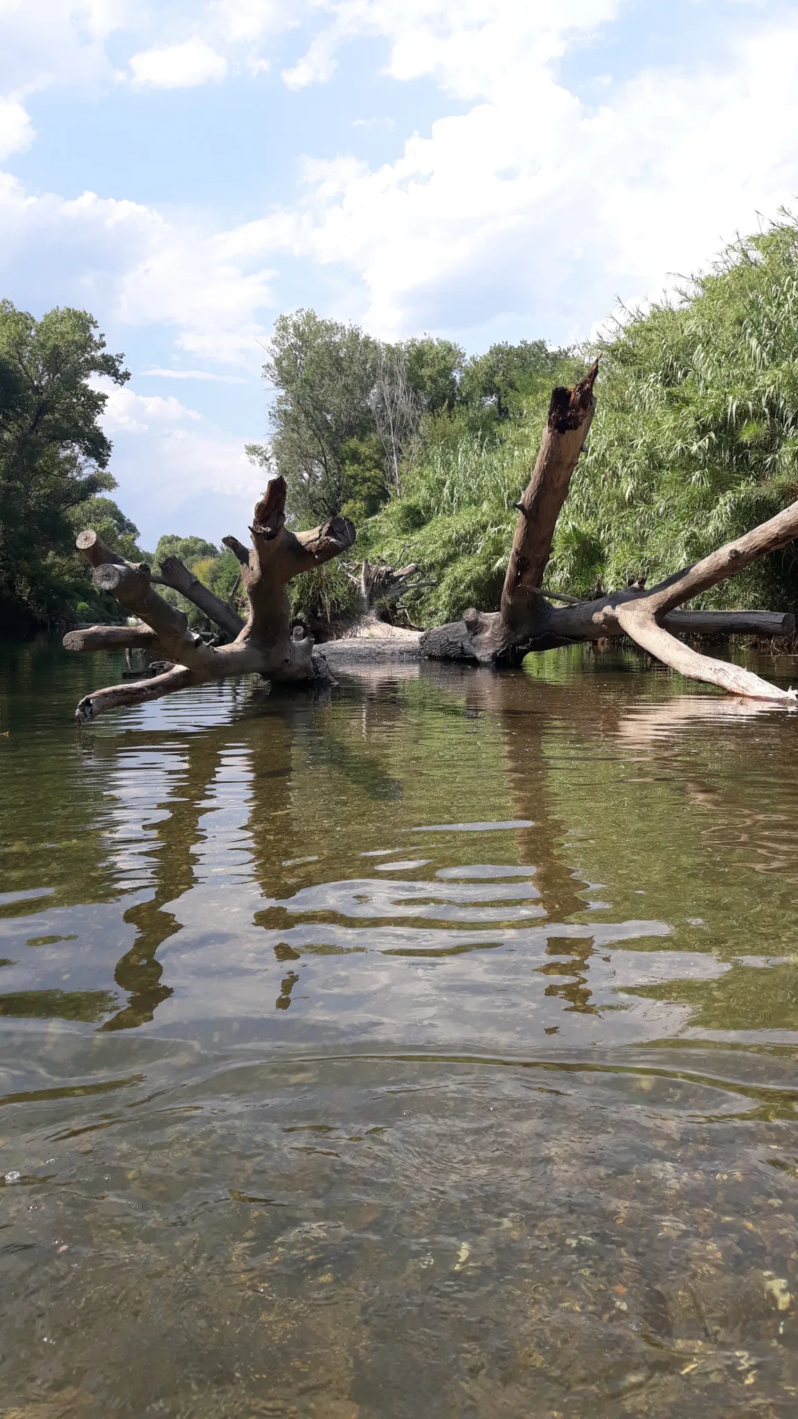 Un spot de rêve au bord de la Cèze près de Goudargues, parfait pour se détendre en famille.