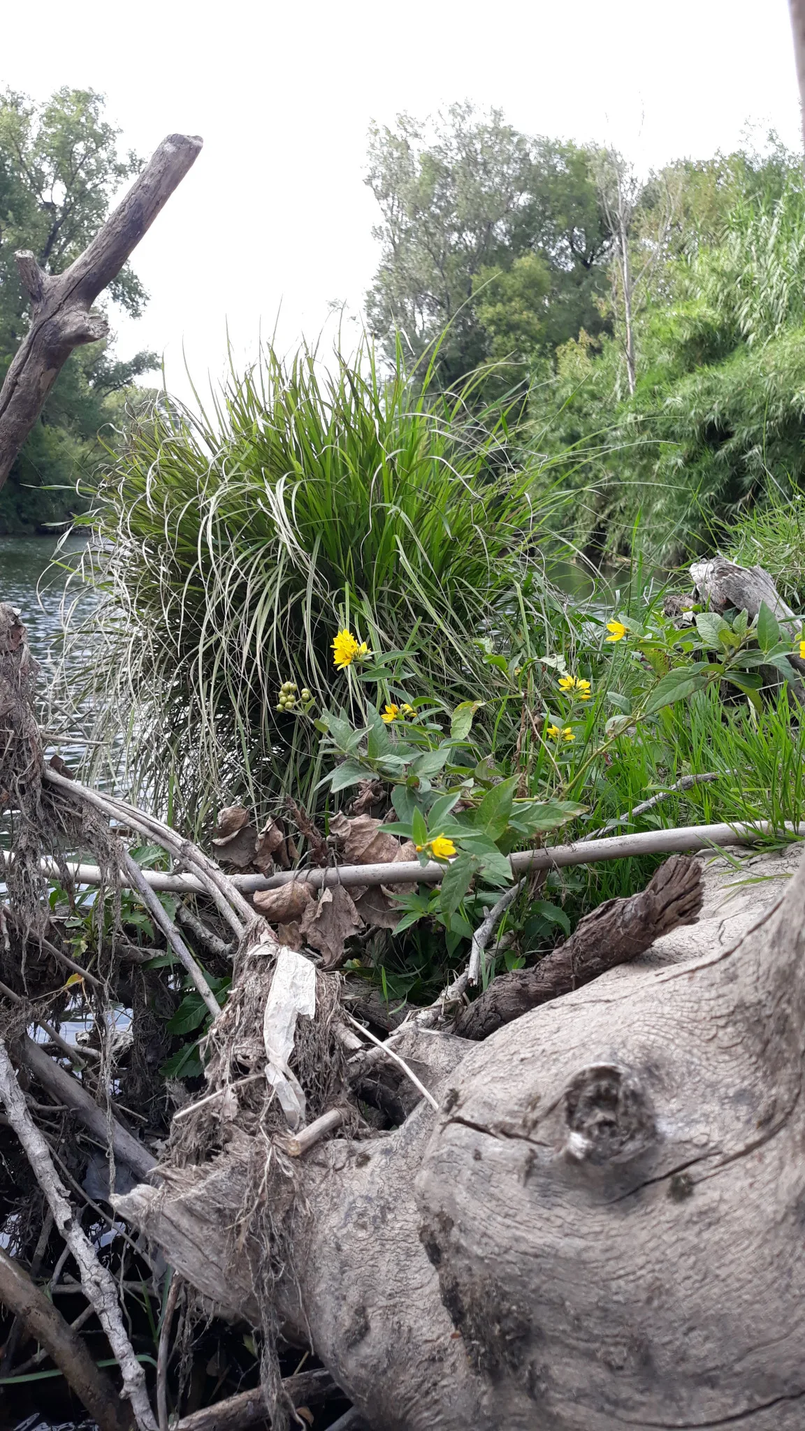Un spot de rêve au bord de la Cèze près de Goudargues, parfait pour se détendre en famille.