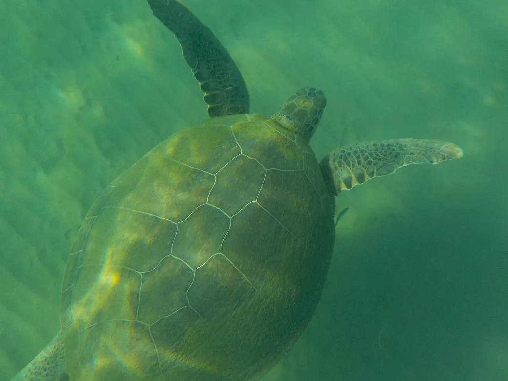 tortues