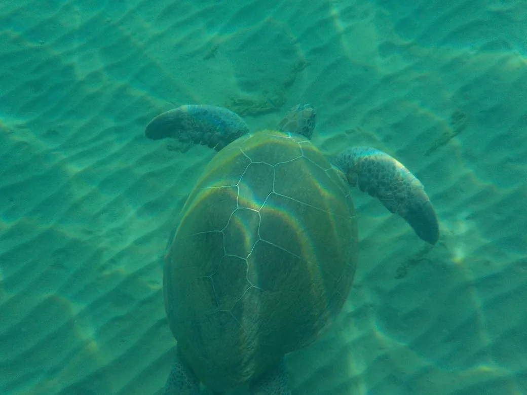 tortues