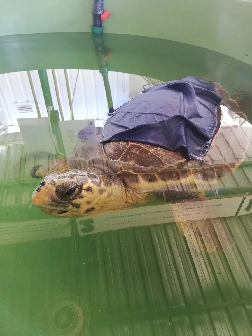 tortues