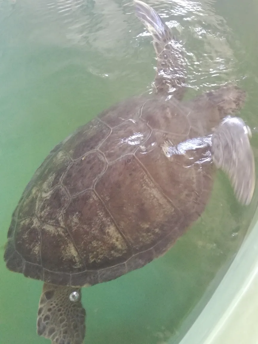 tortues