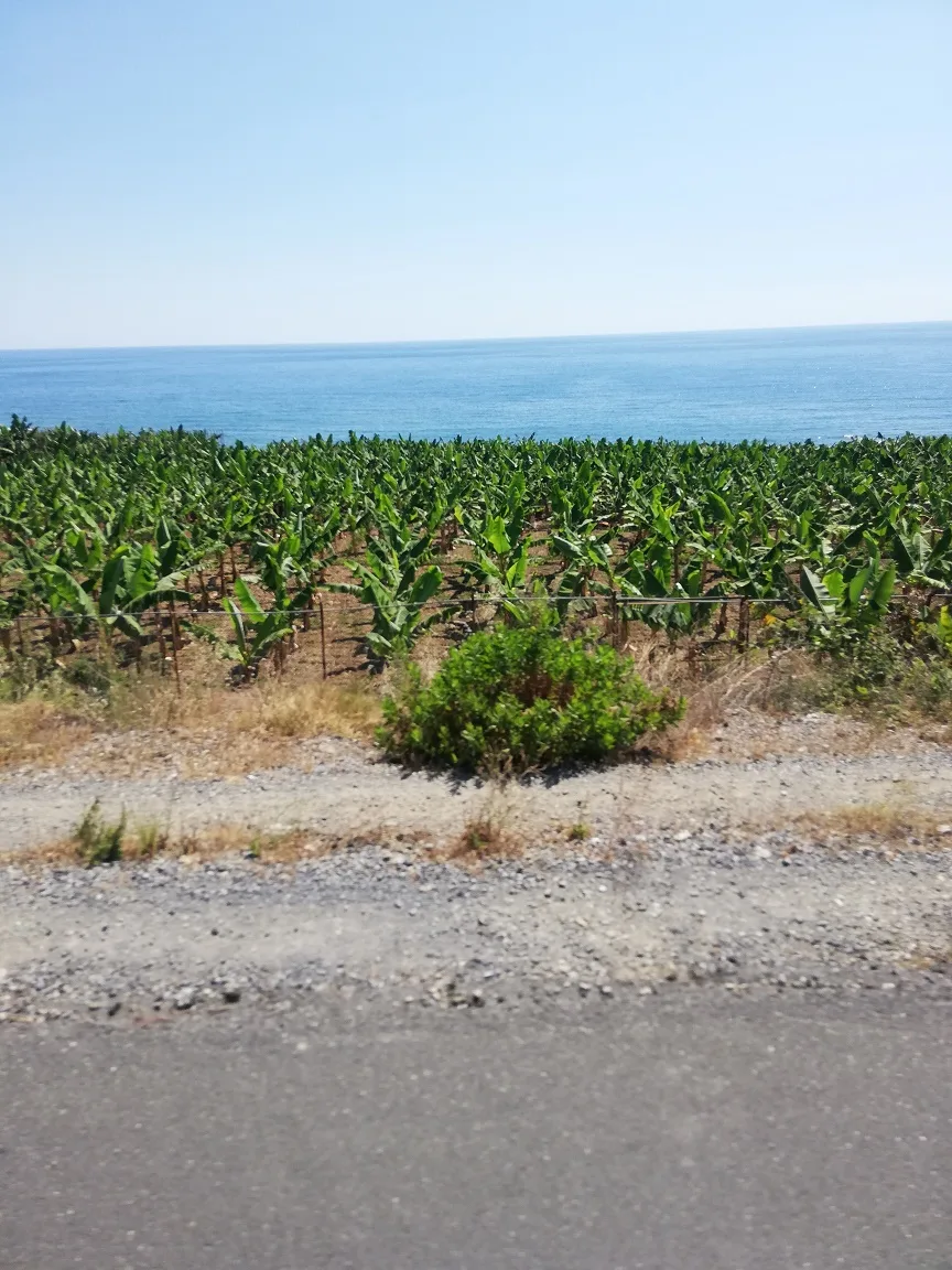 Méditerranée Turquie Bananiers