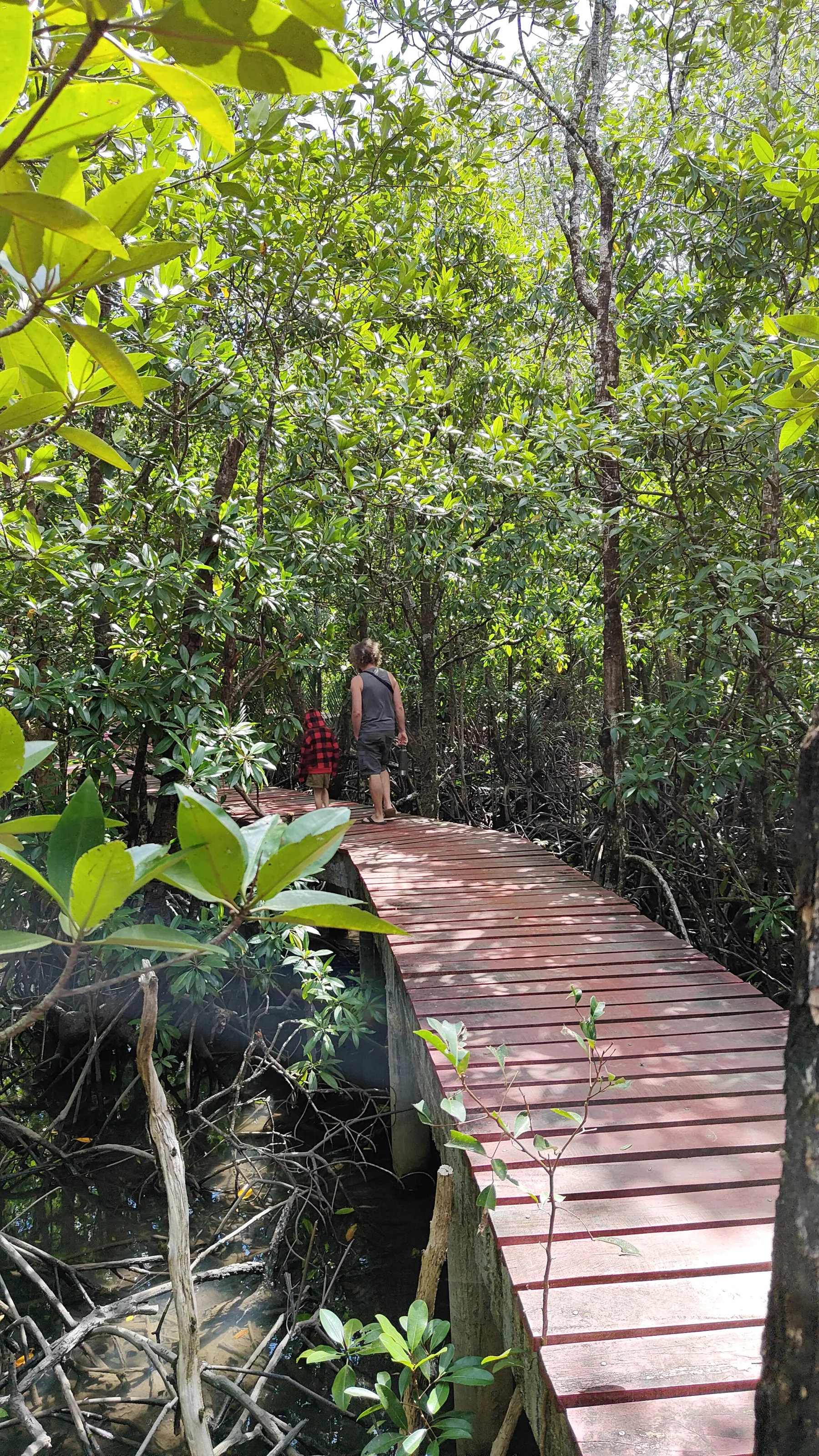 forêt de mangrove Baan Na Nai