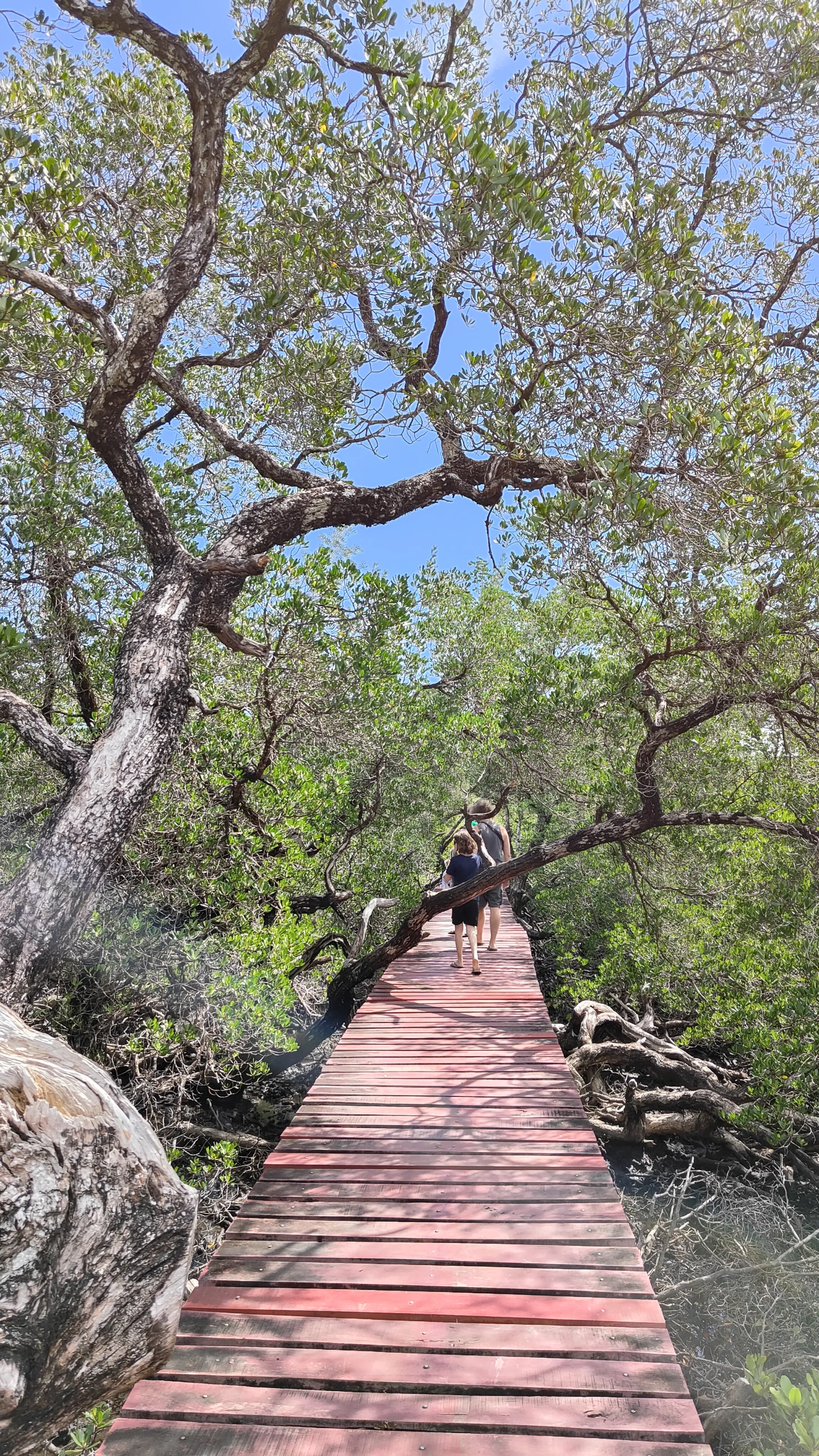 forêt de mangrove Baan Na Nai
