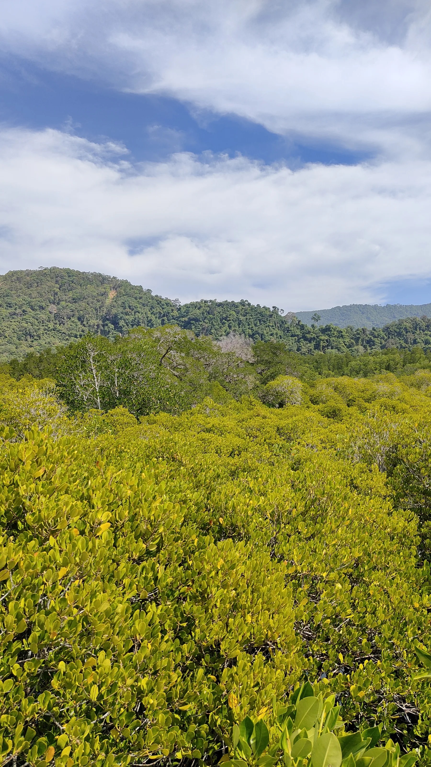 forêt de mangrove Baan Na Nai