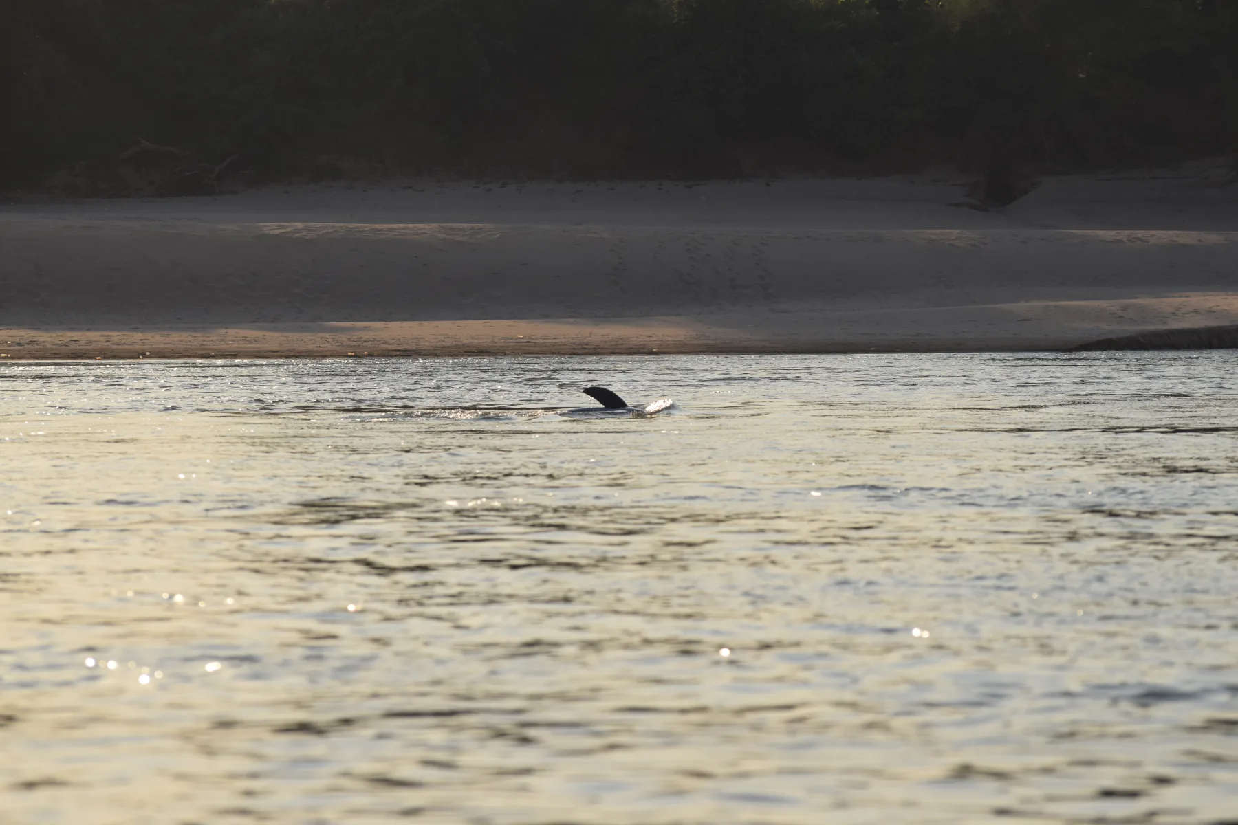 dauphins de l'irrawaddy