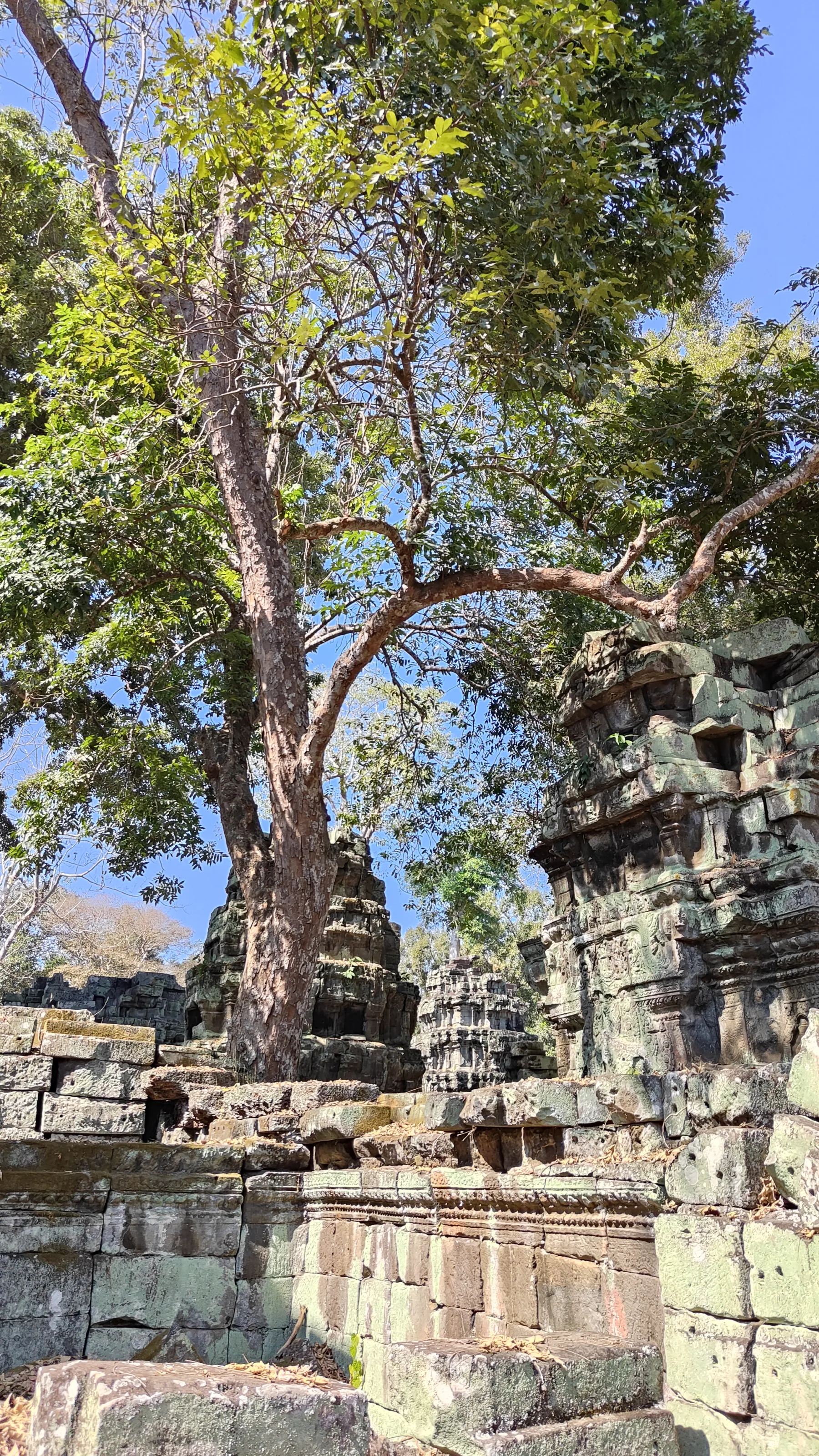 Ta prohm