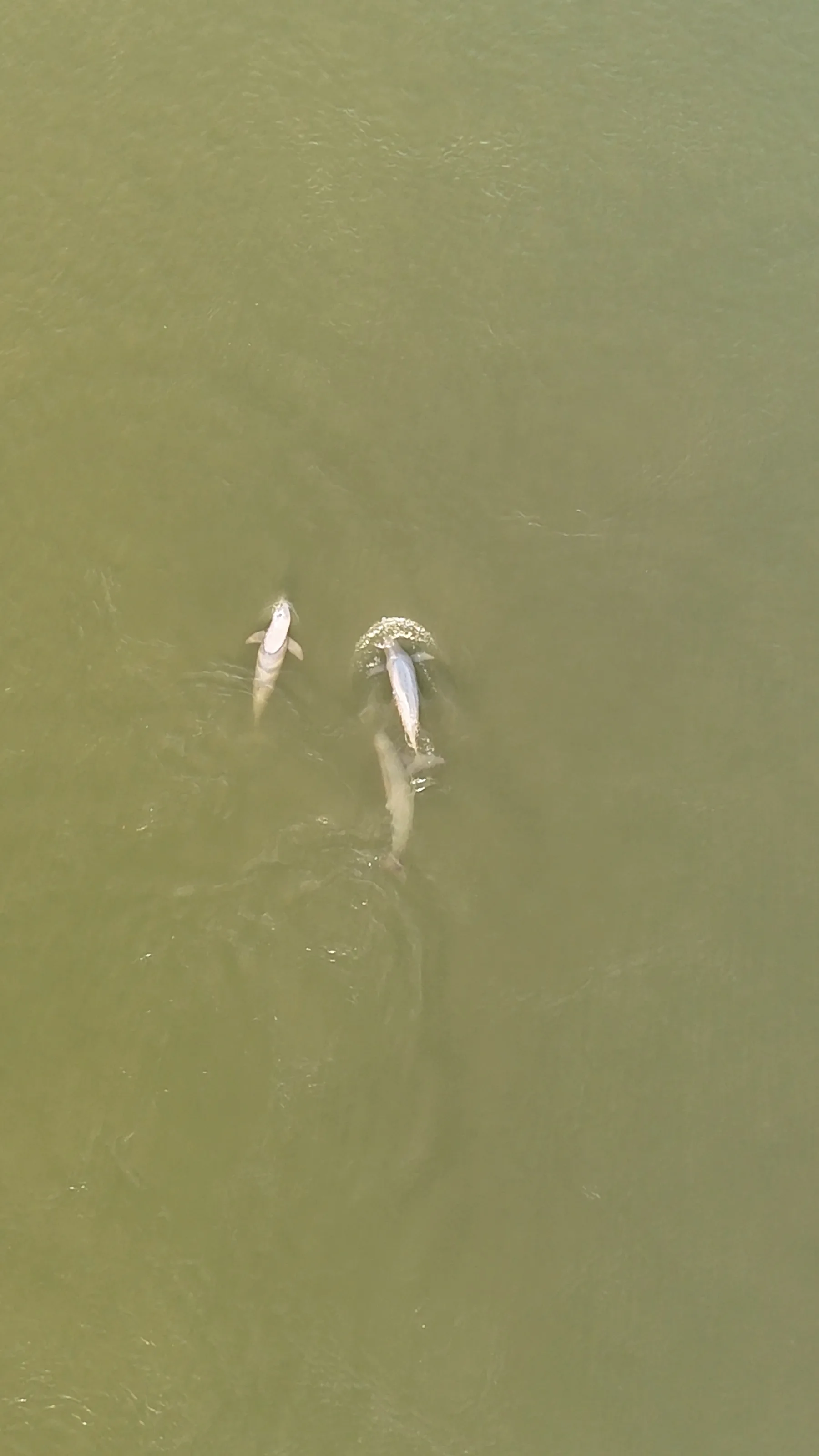 dauphins de l'irrawaddy