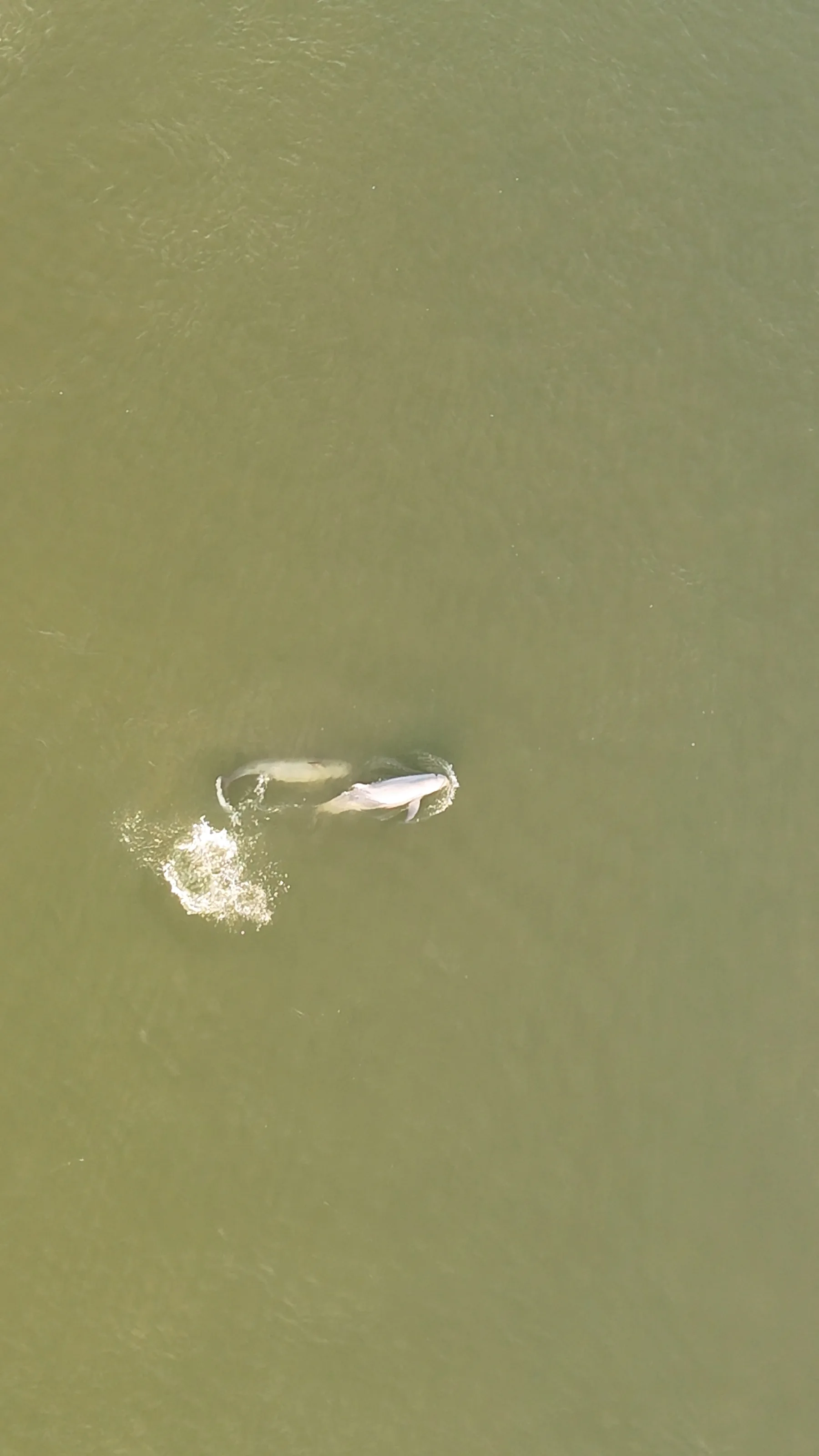 dauphins de l'irrawaddy