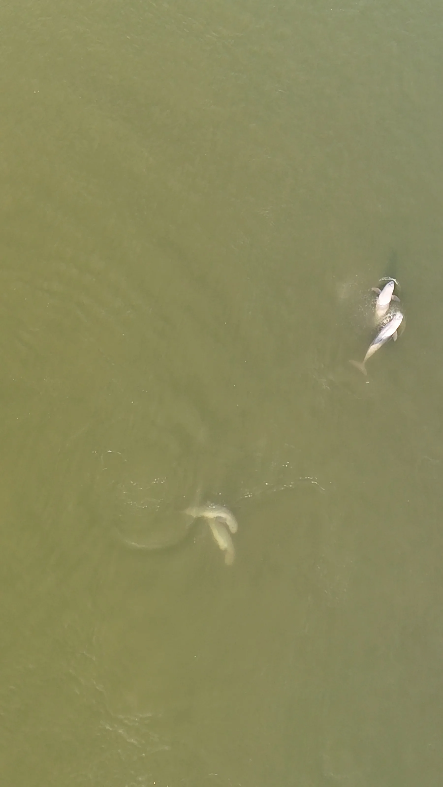 dauphins de l'irrawaddy