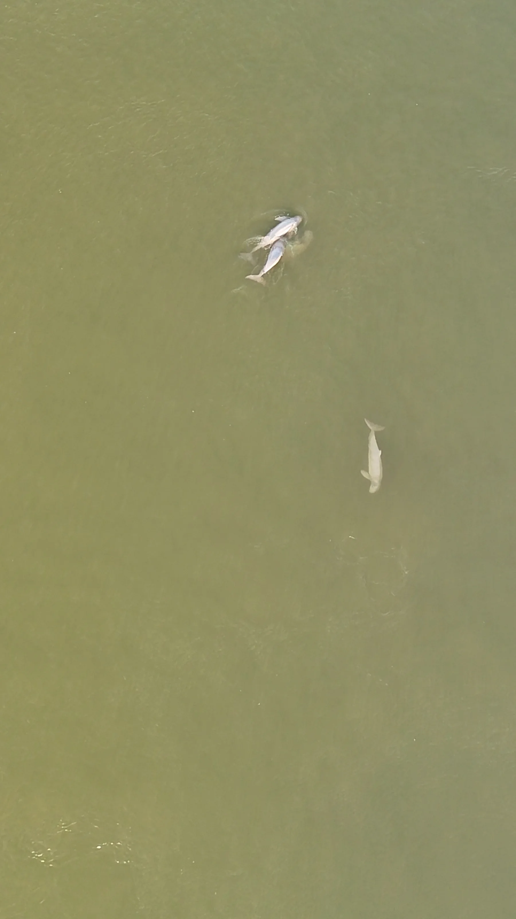 dauphins de l'irrawaddy