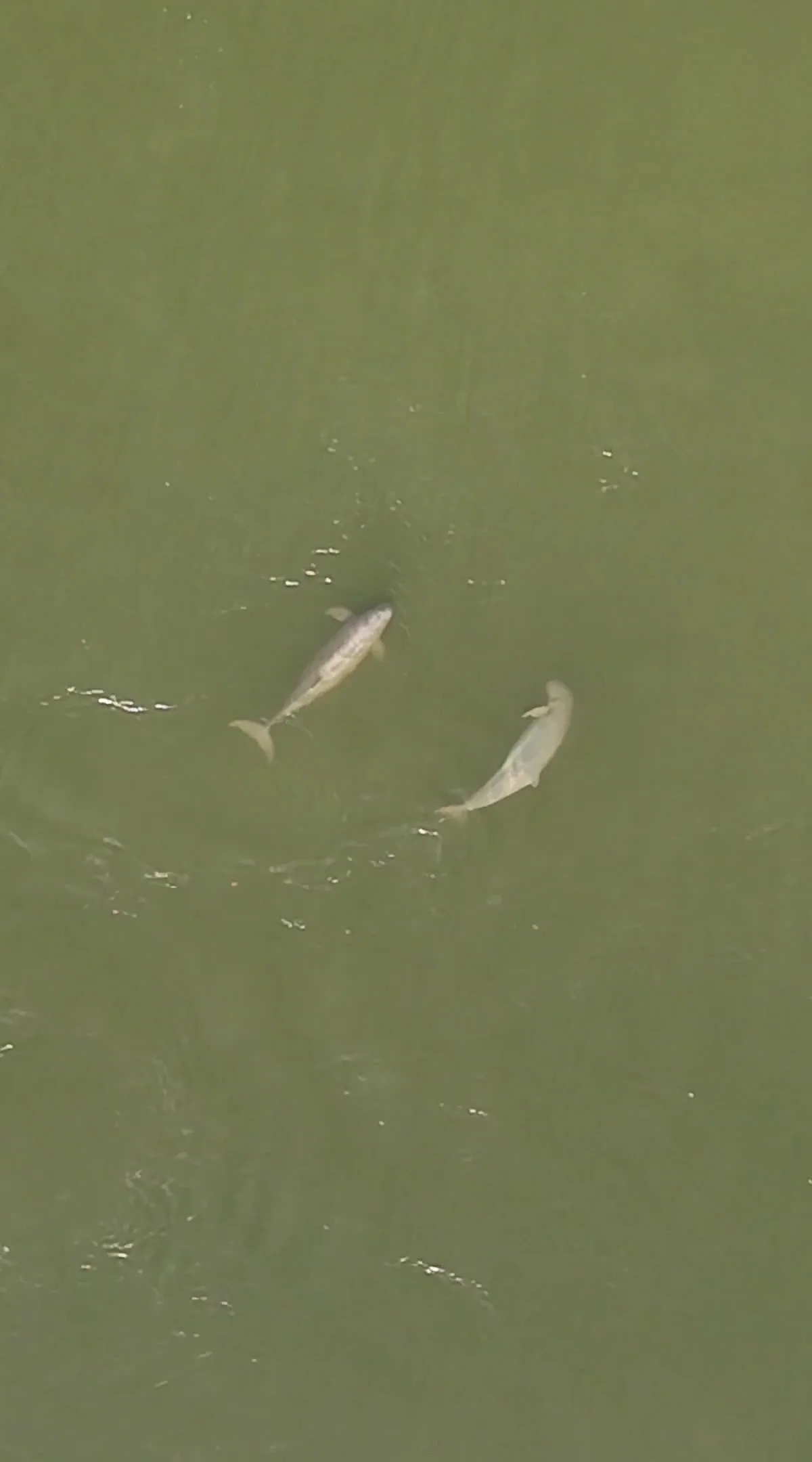 dauphins de l'irrawaddy