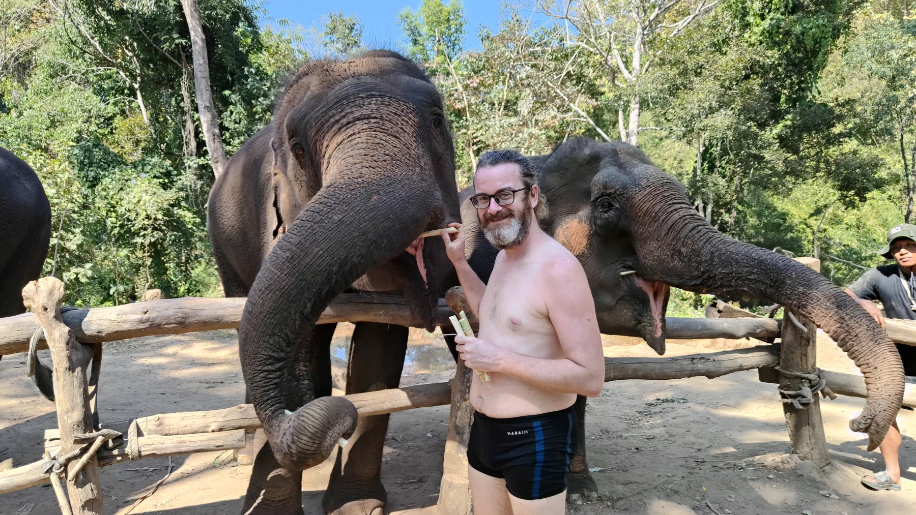 éléphants