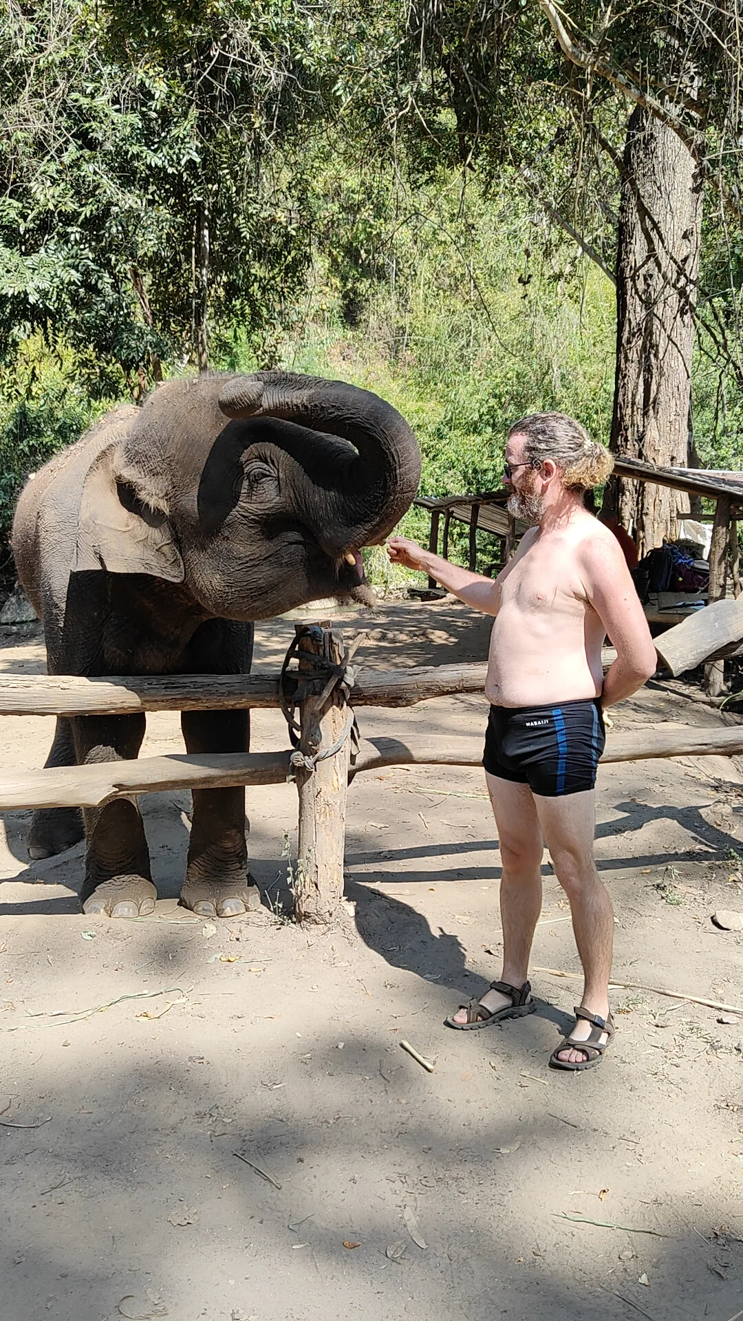 éléphants