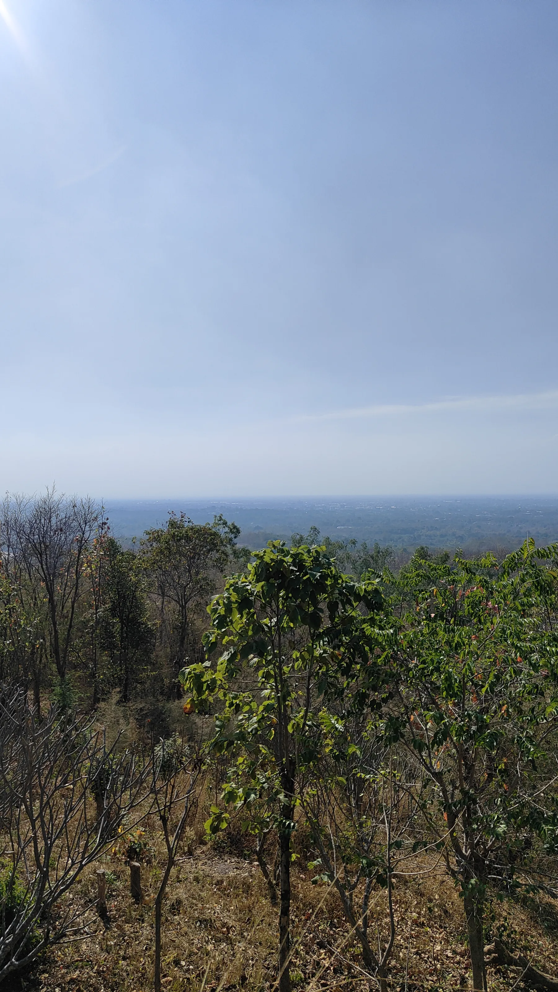 Forest park