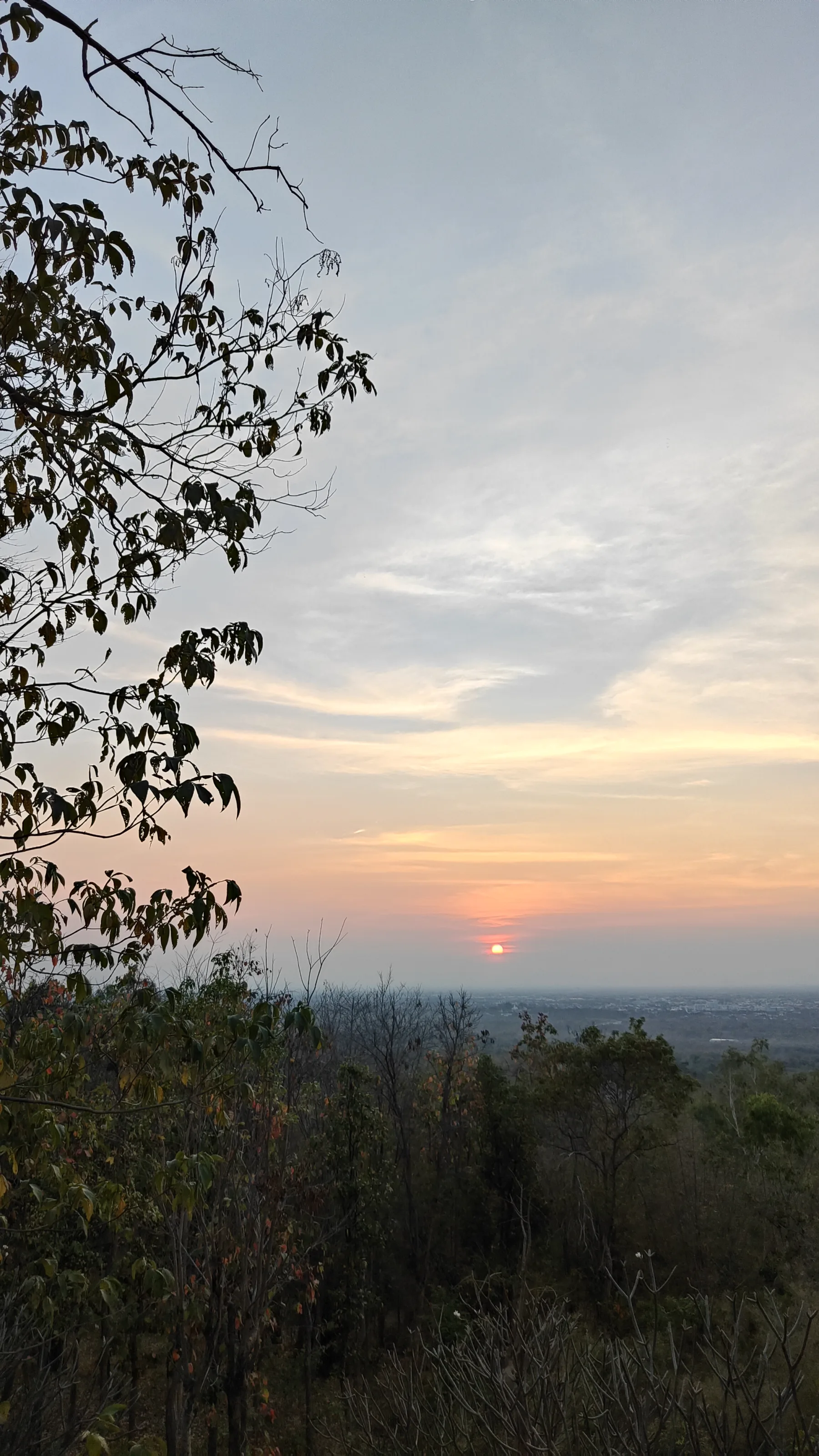Forest park