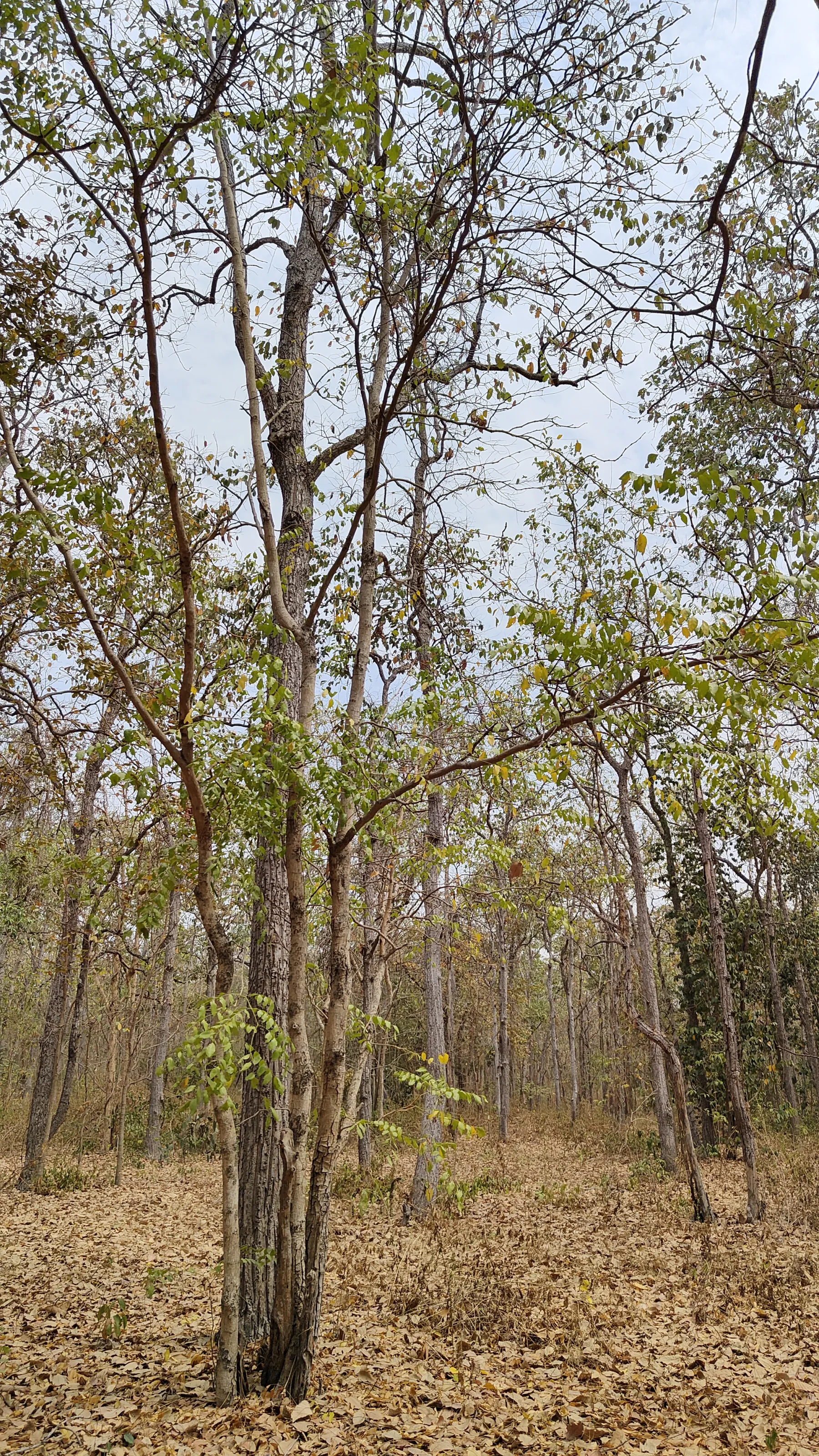 arbres