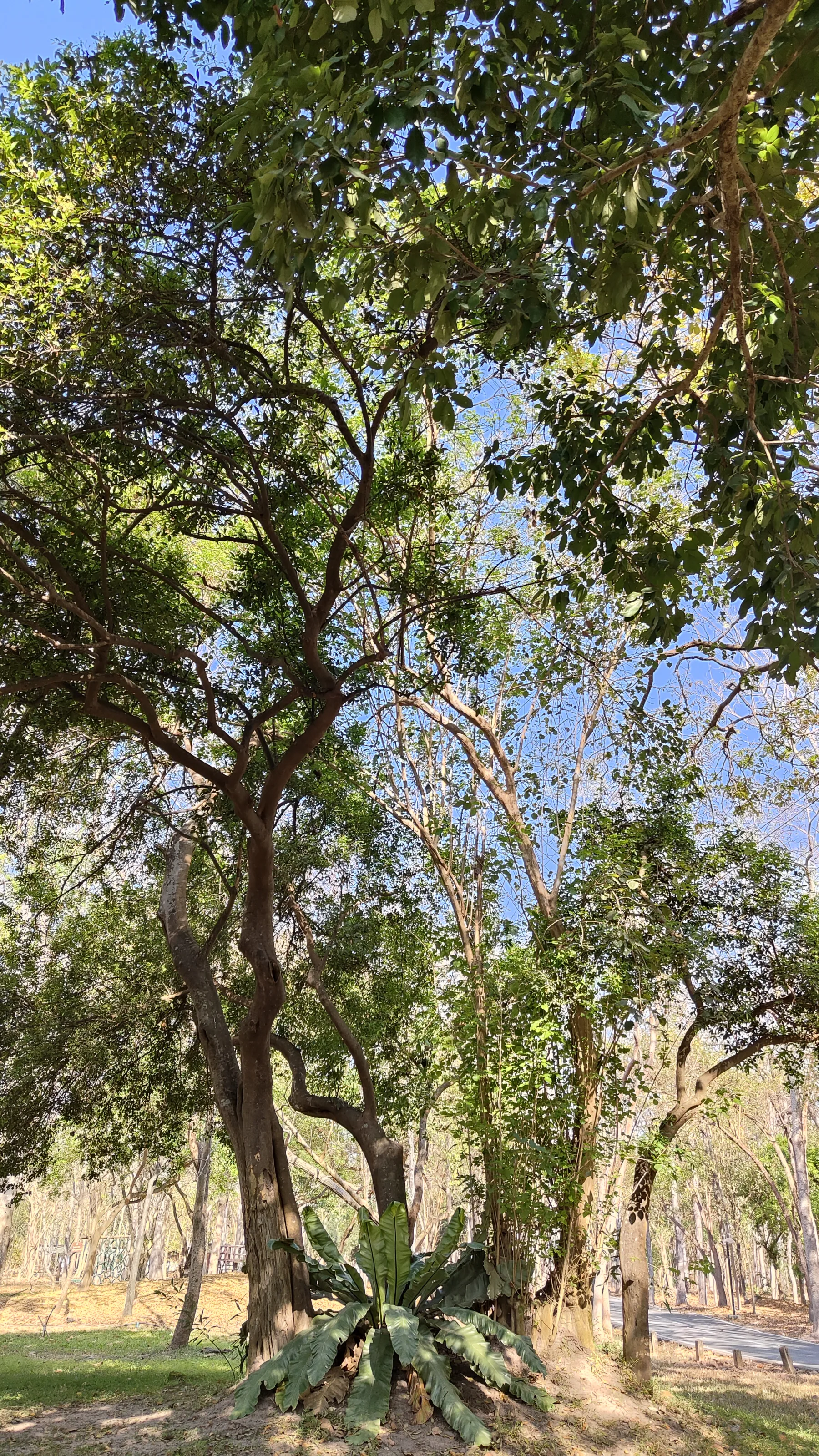 arbre