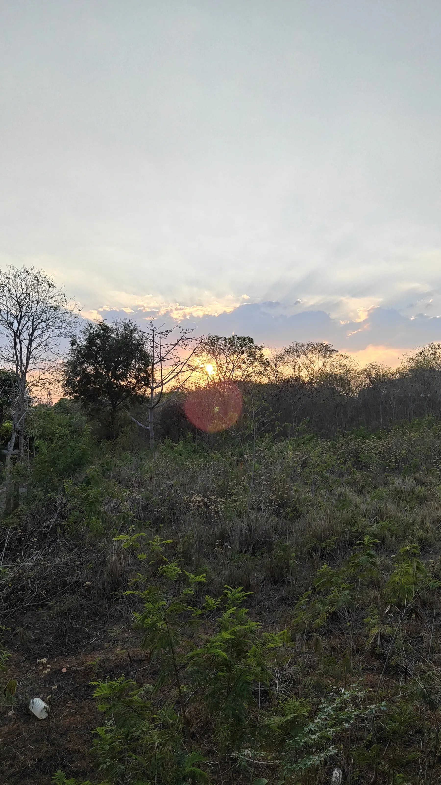 nature