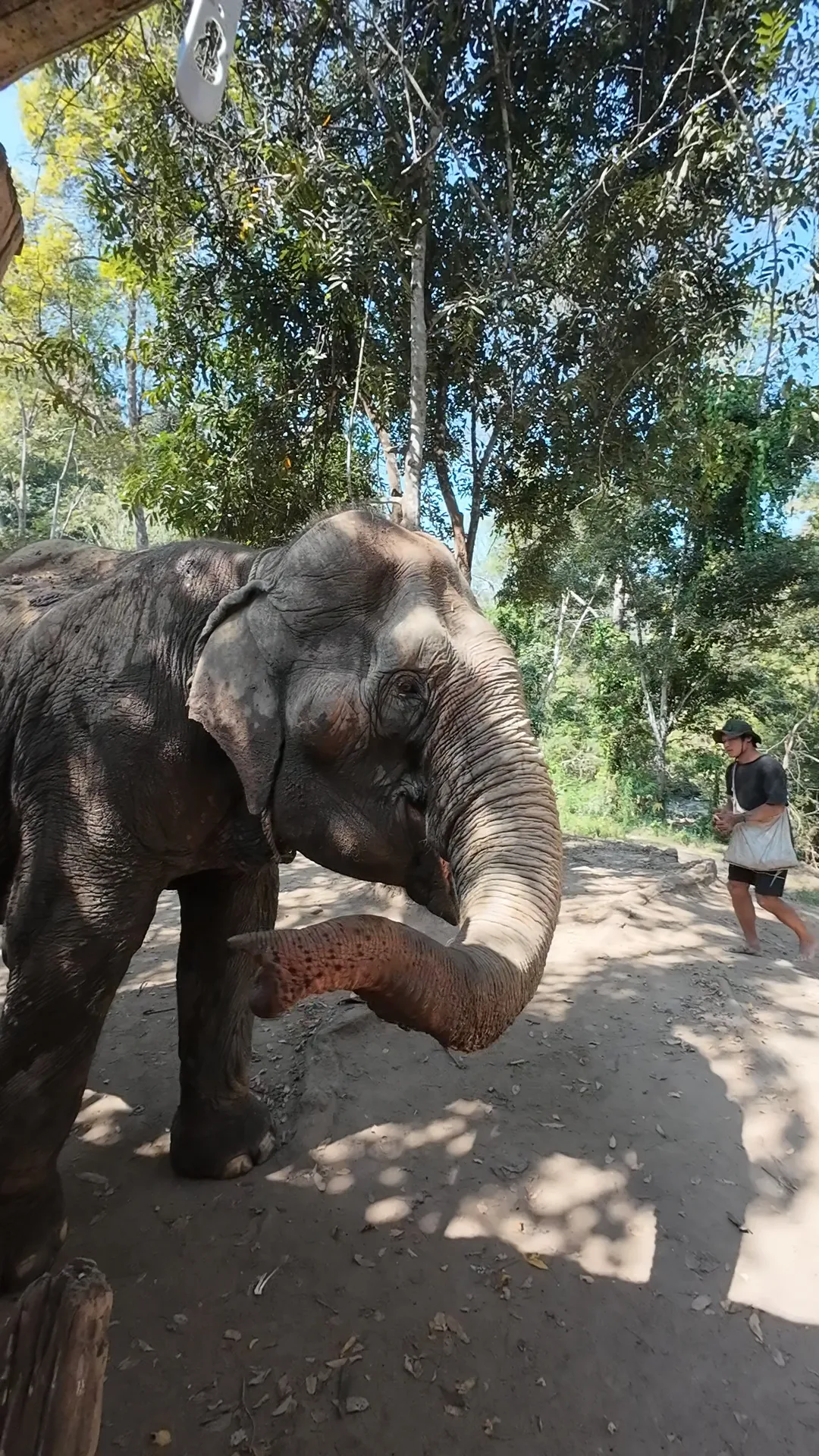 éléphants