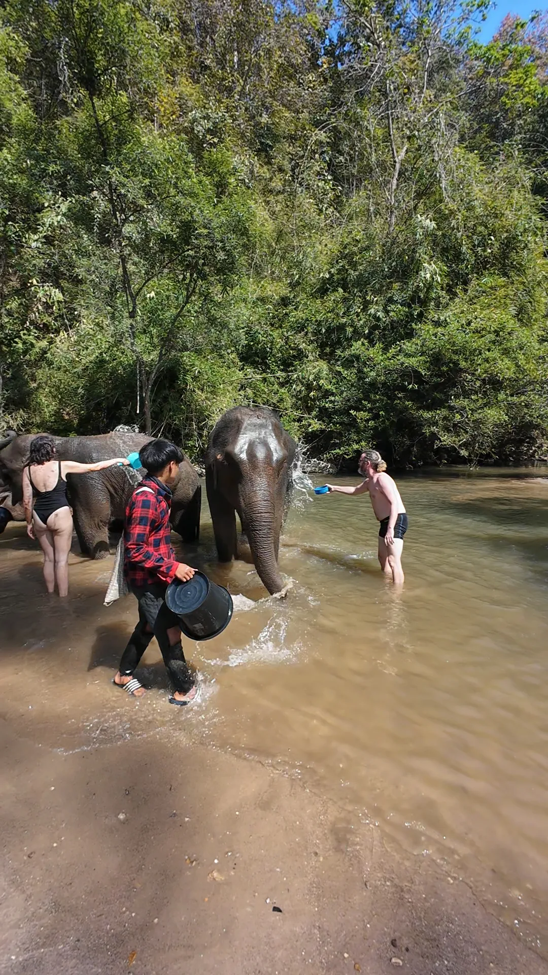 éléphants