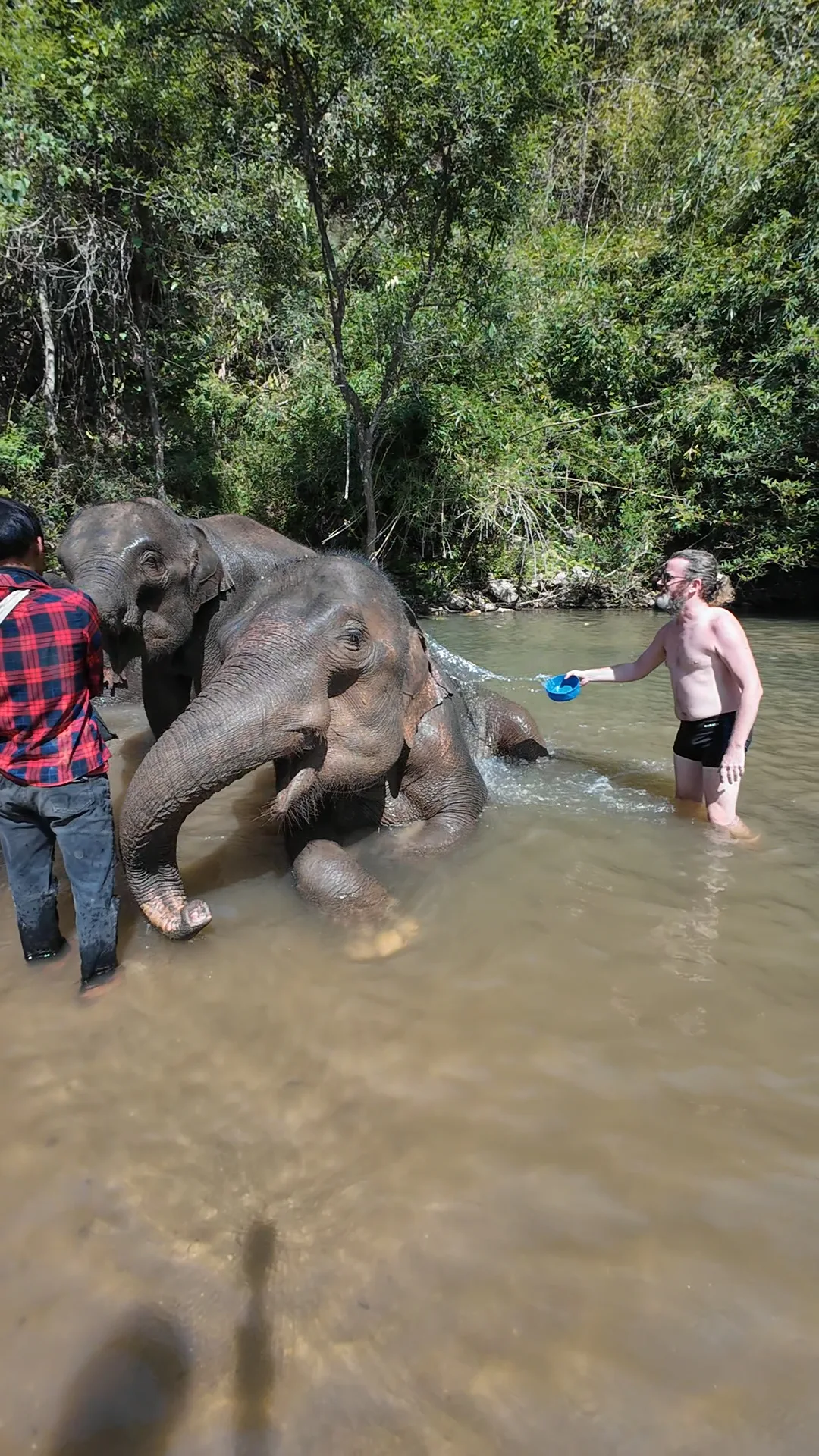 éléphants