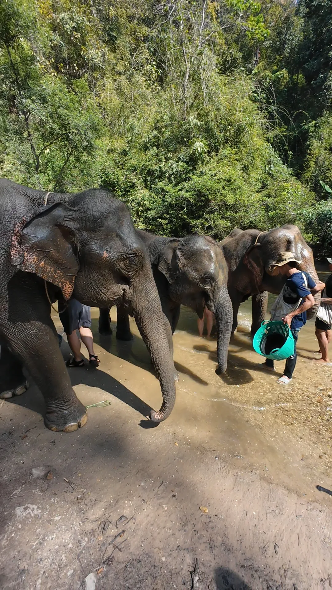 éléphants