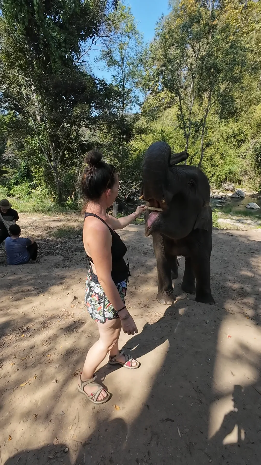 éléphants