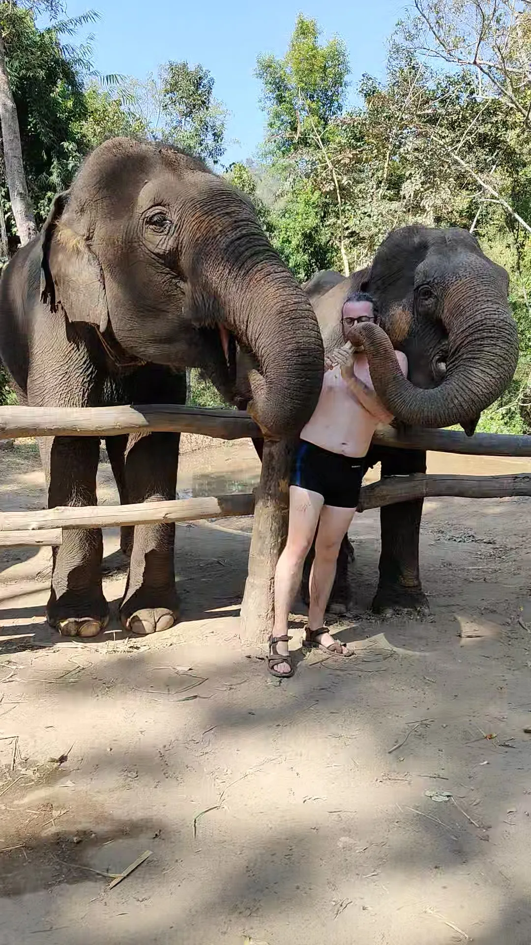 éléphants