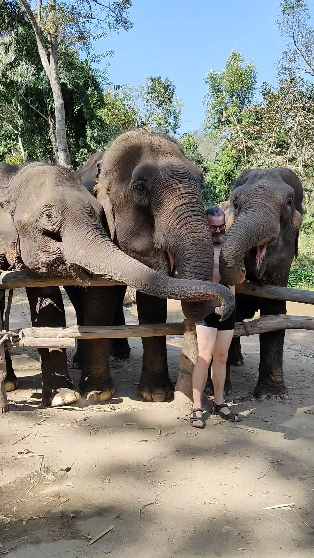 éléphants