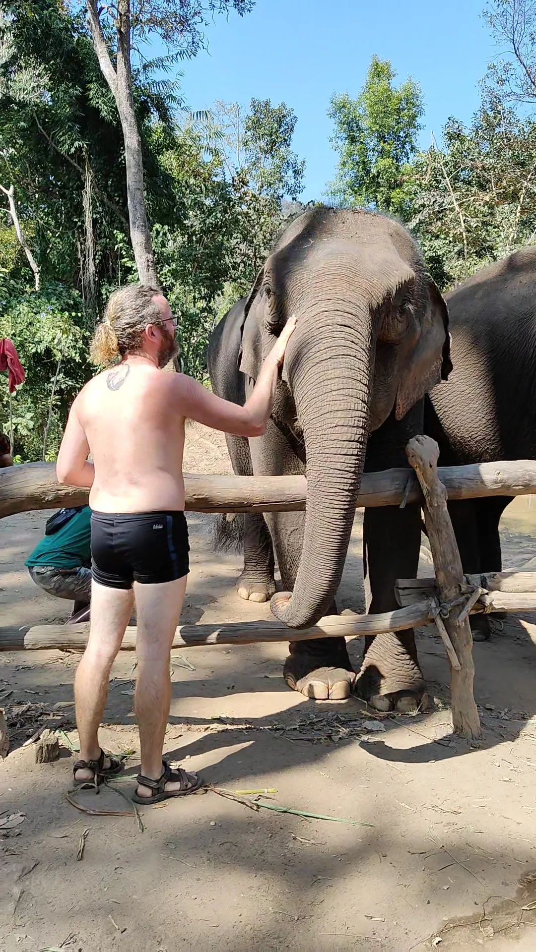 éléphants