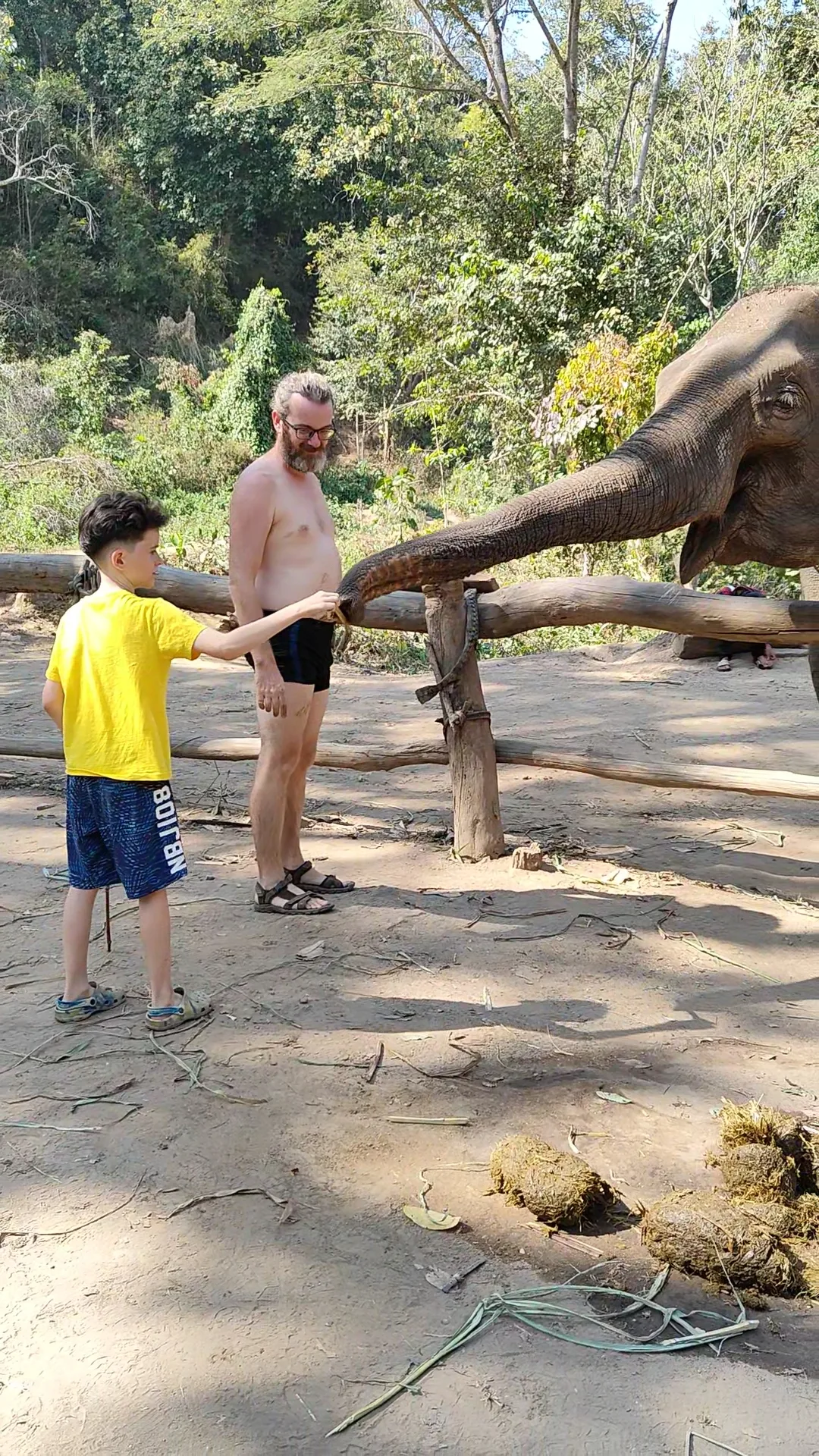 éléphants