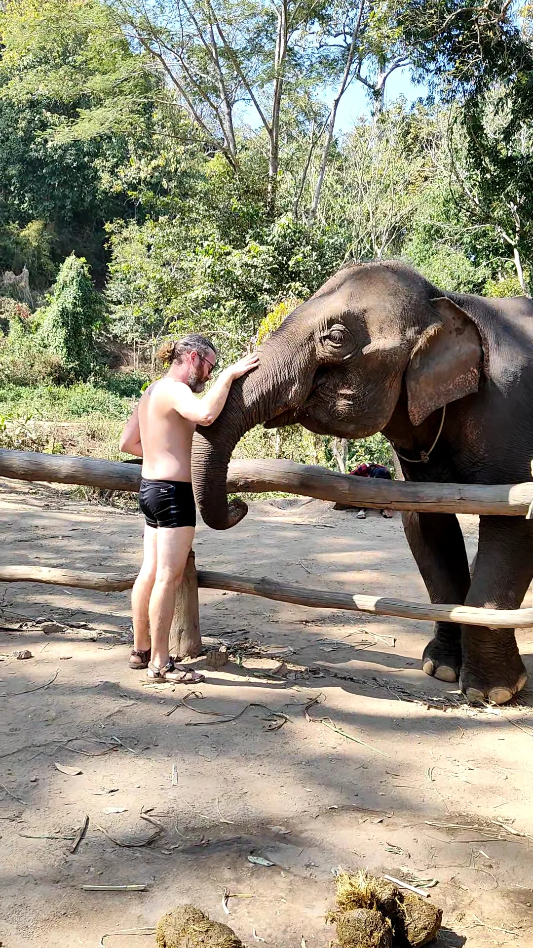 éléphants