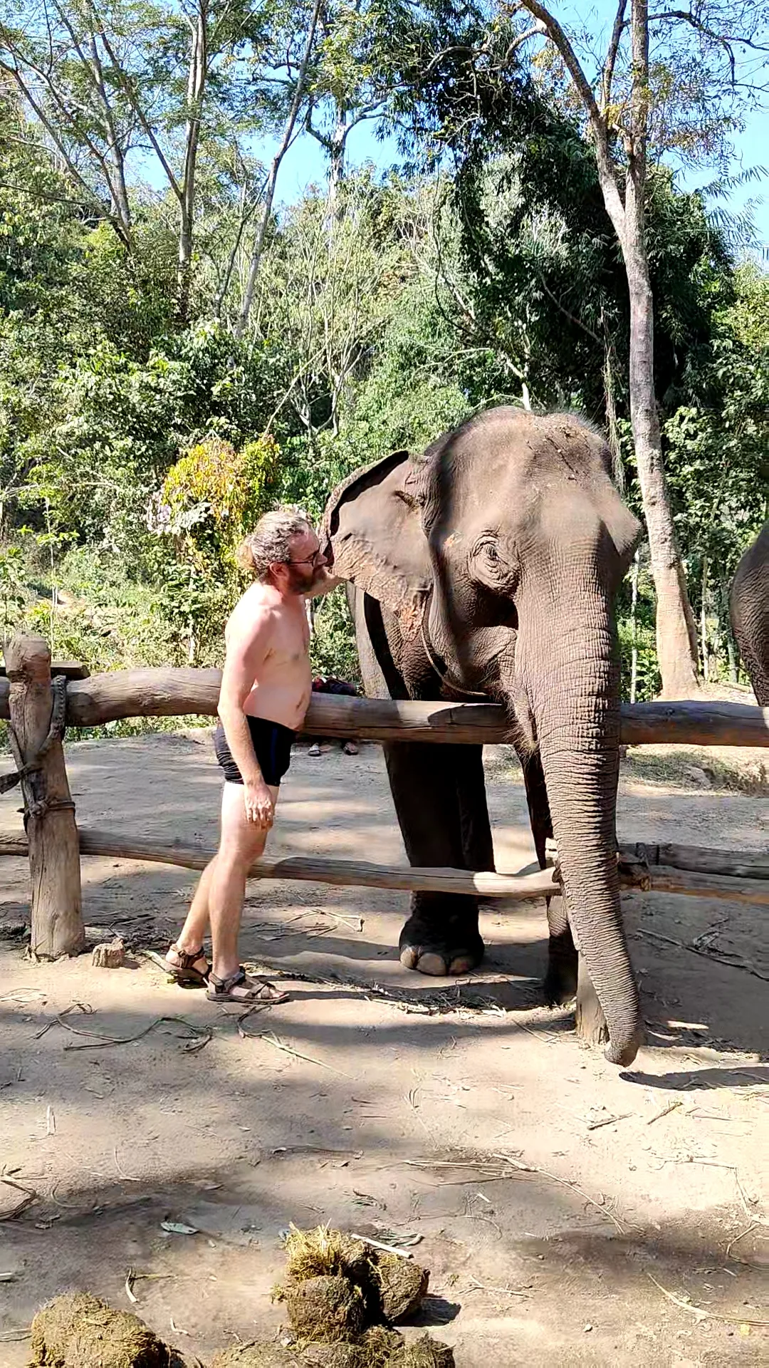 éléphants