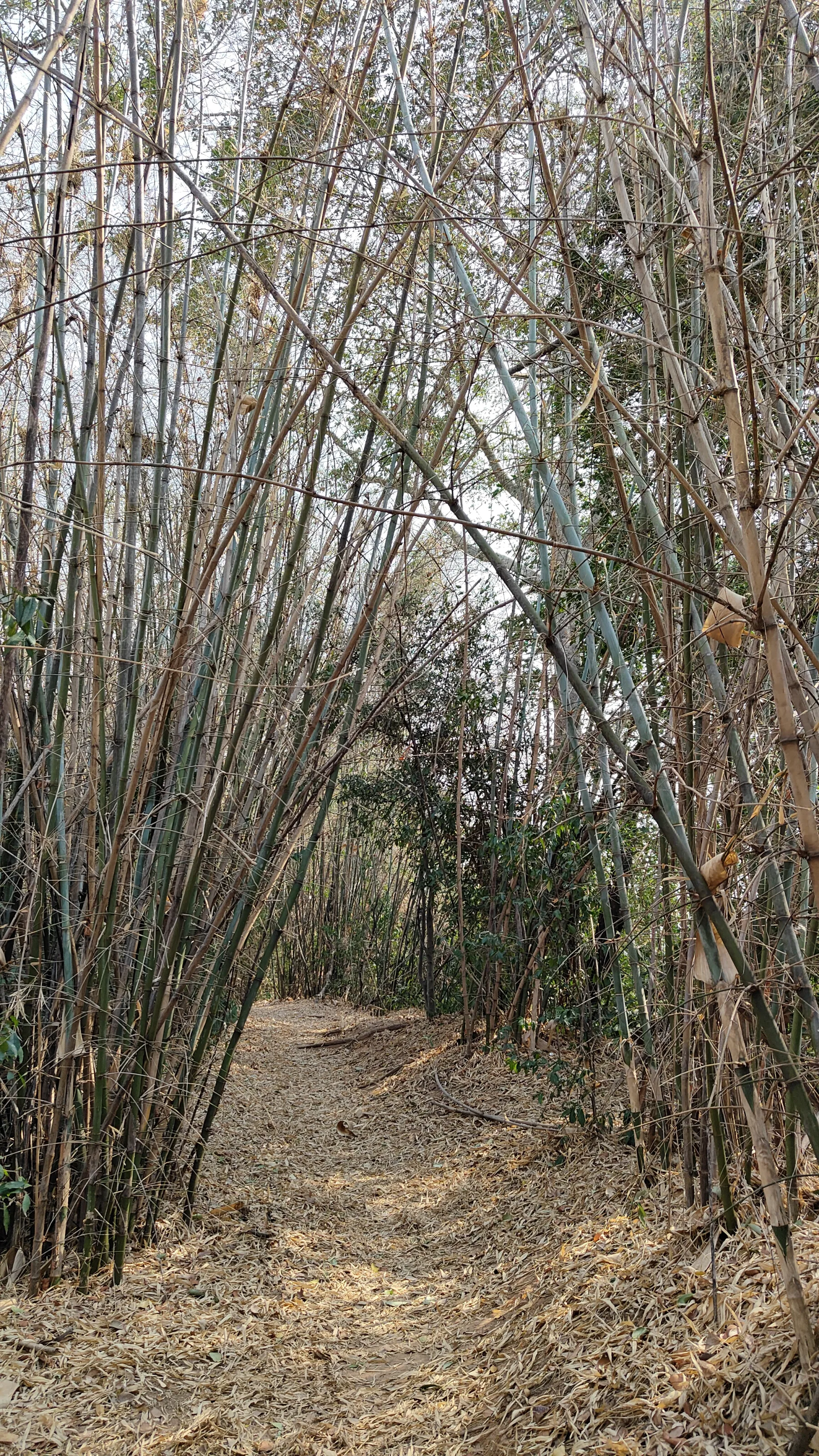 nature