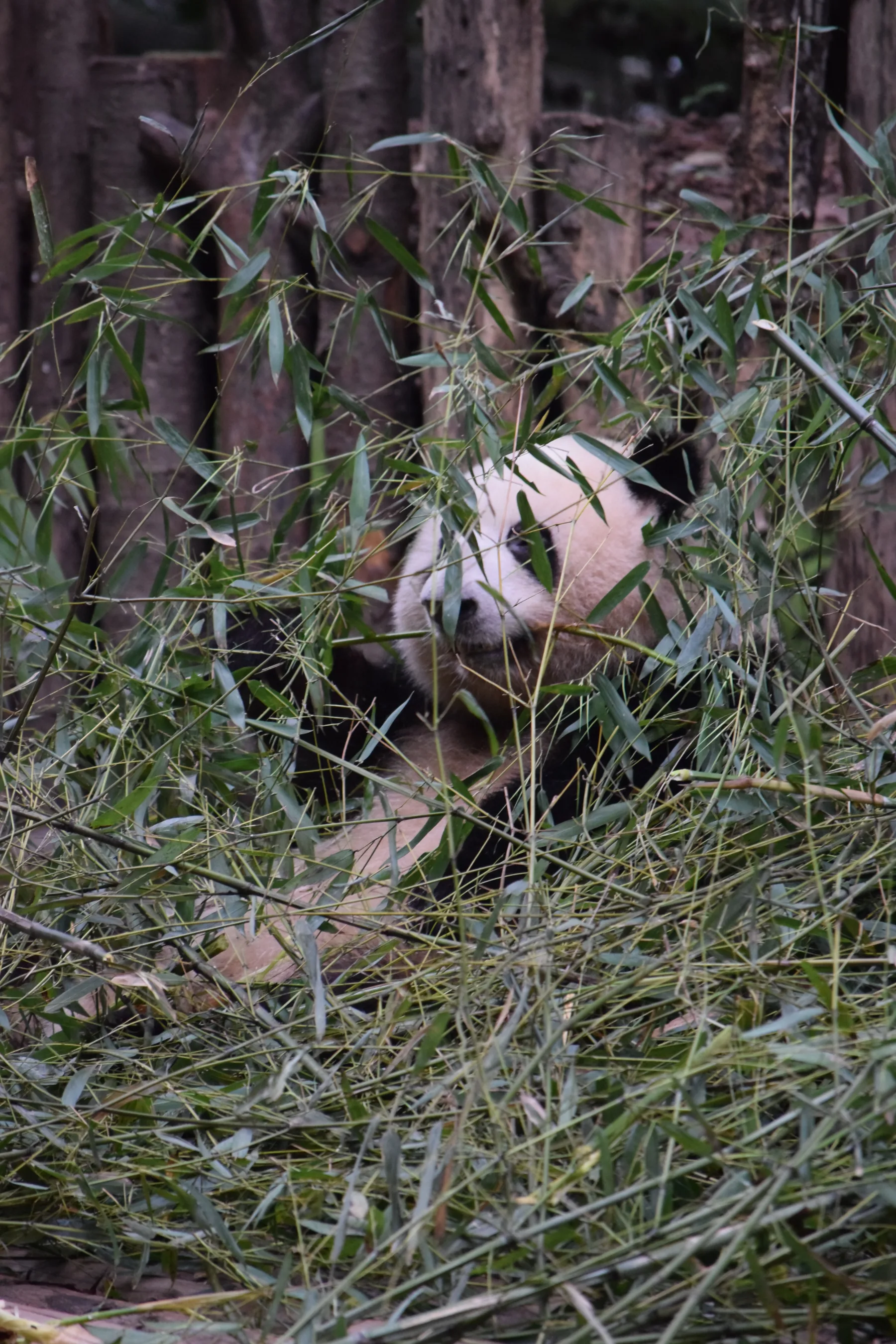 Panda Base - Sichuan