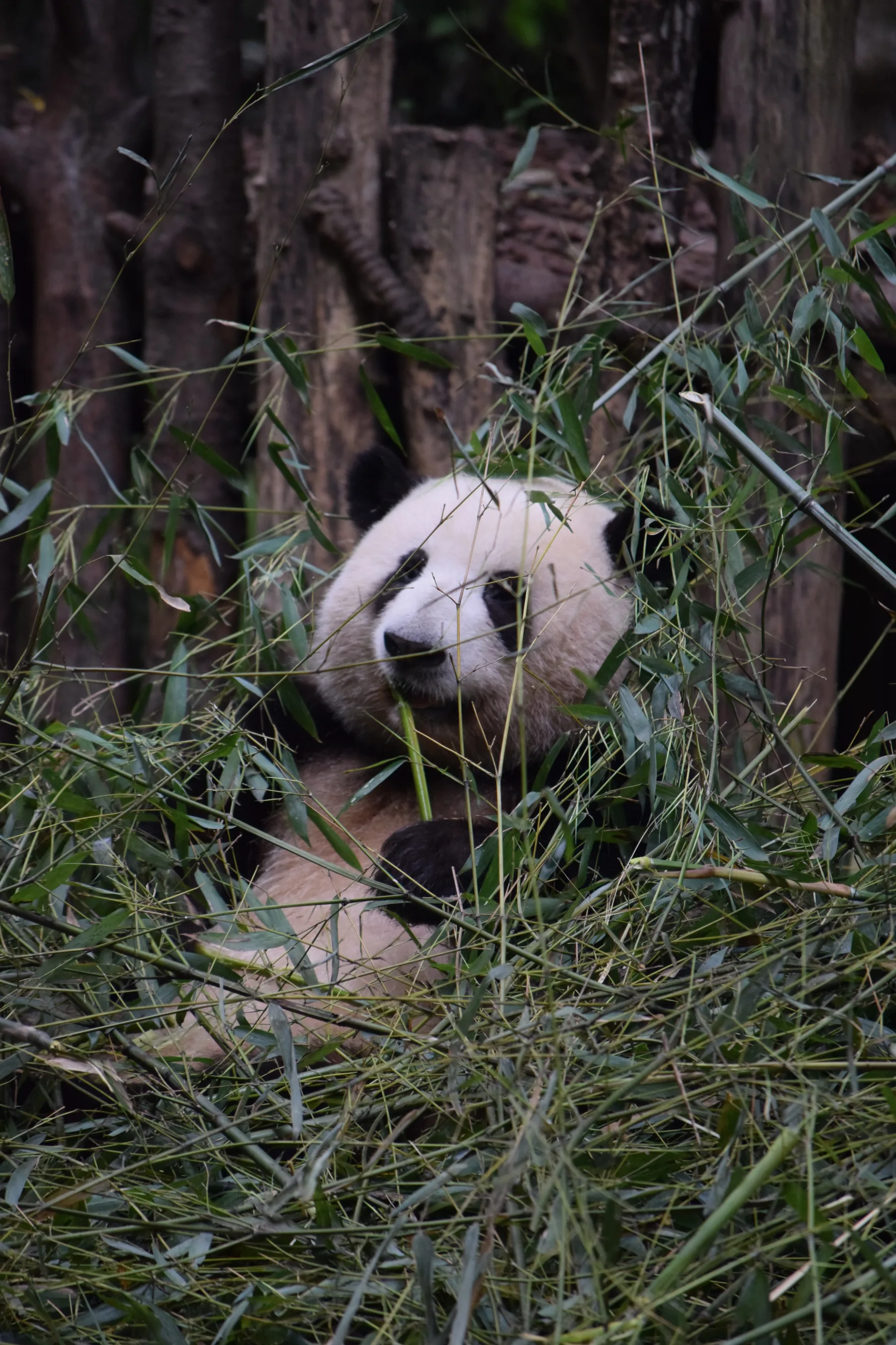 Panda Base - Sichuan