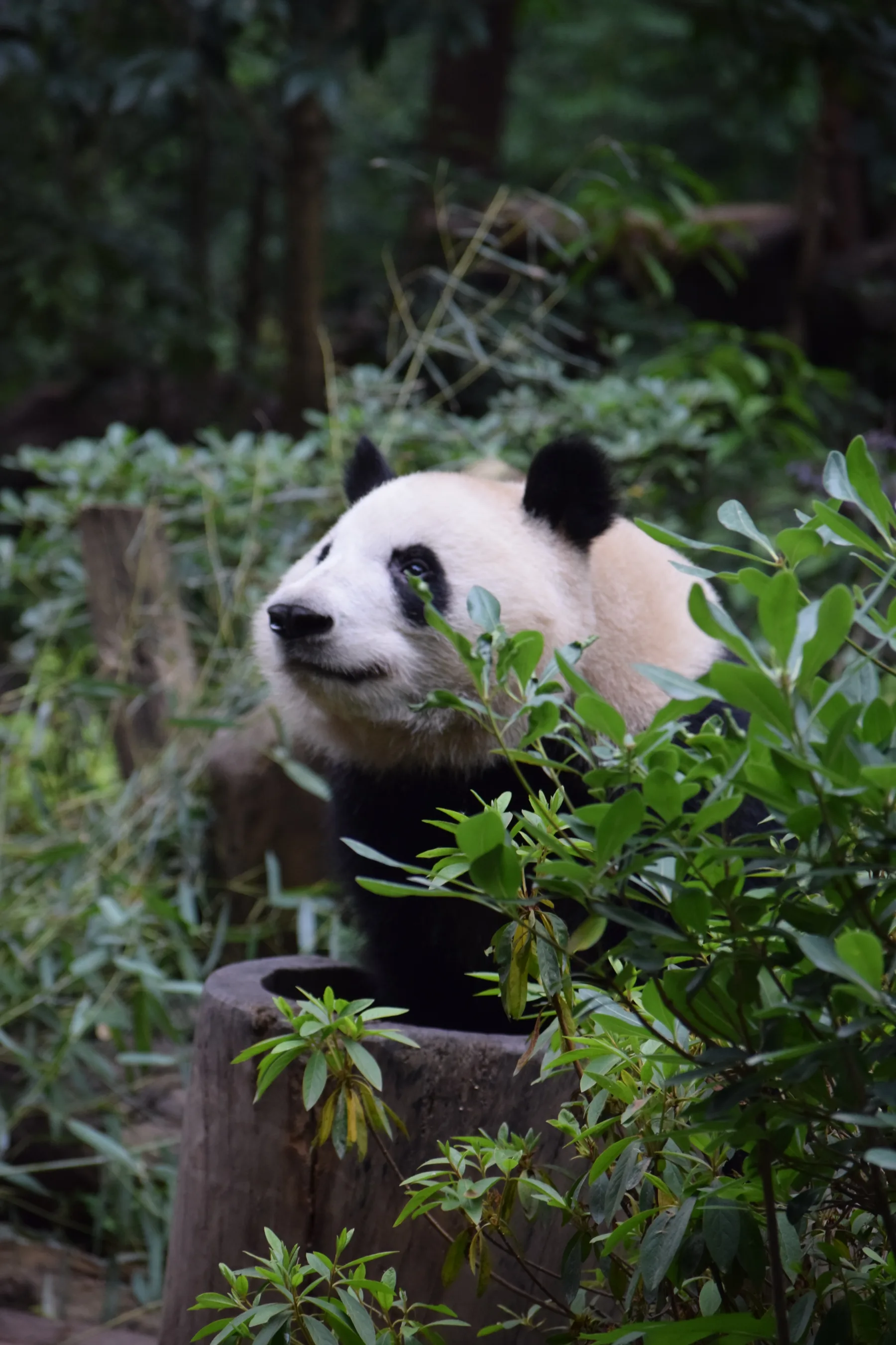 Panda Base - Sichuan