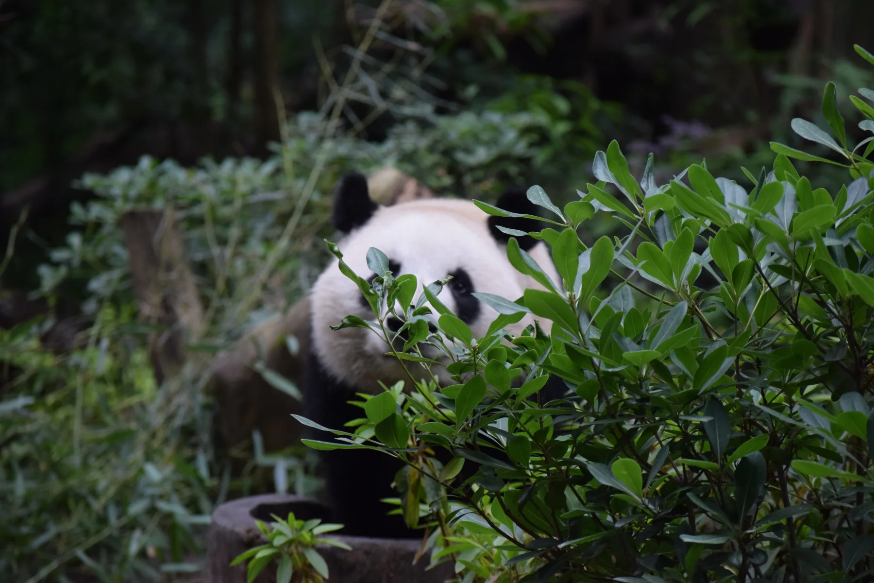 Panda Base - Sichuan