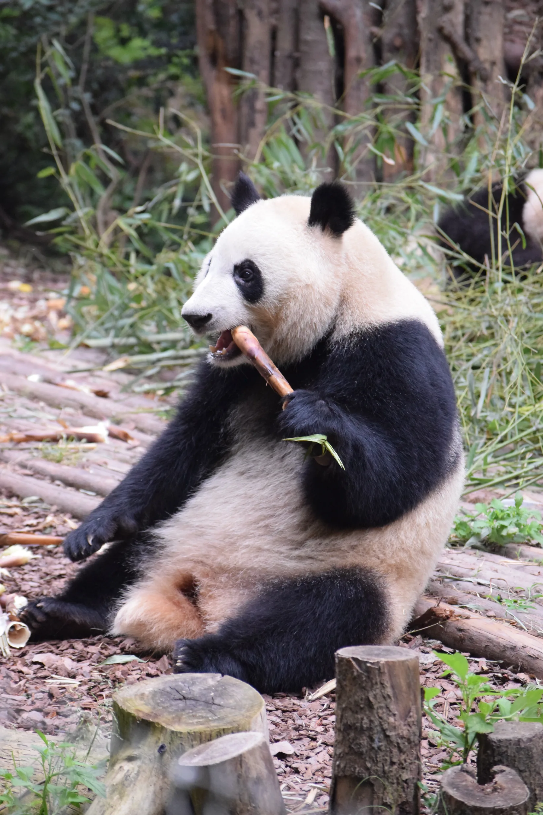 Panda Base - Sichuan