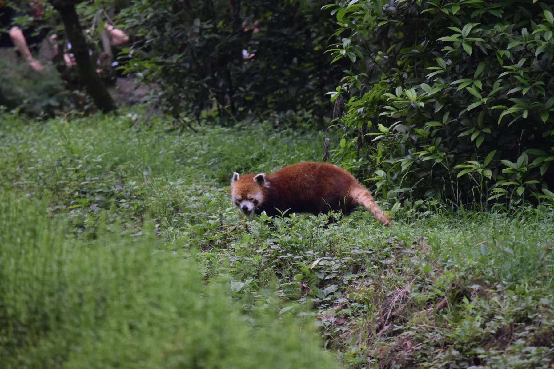 Panda Base - Sichuan