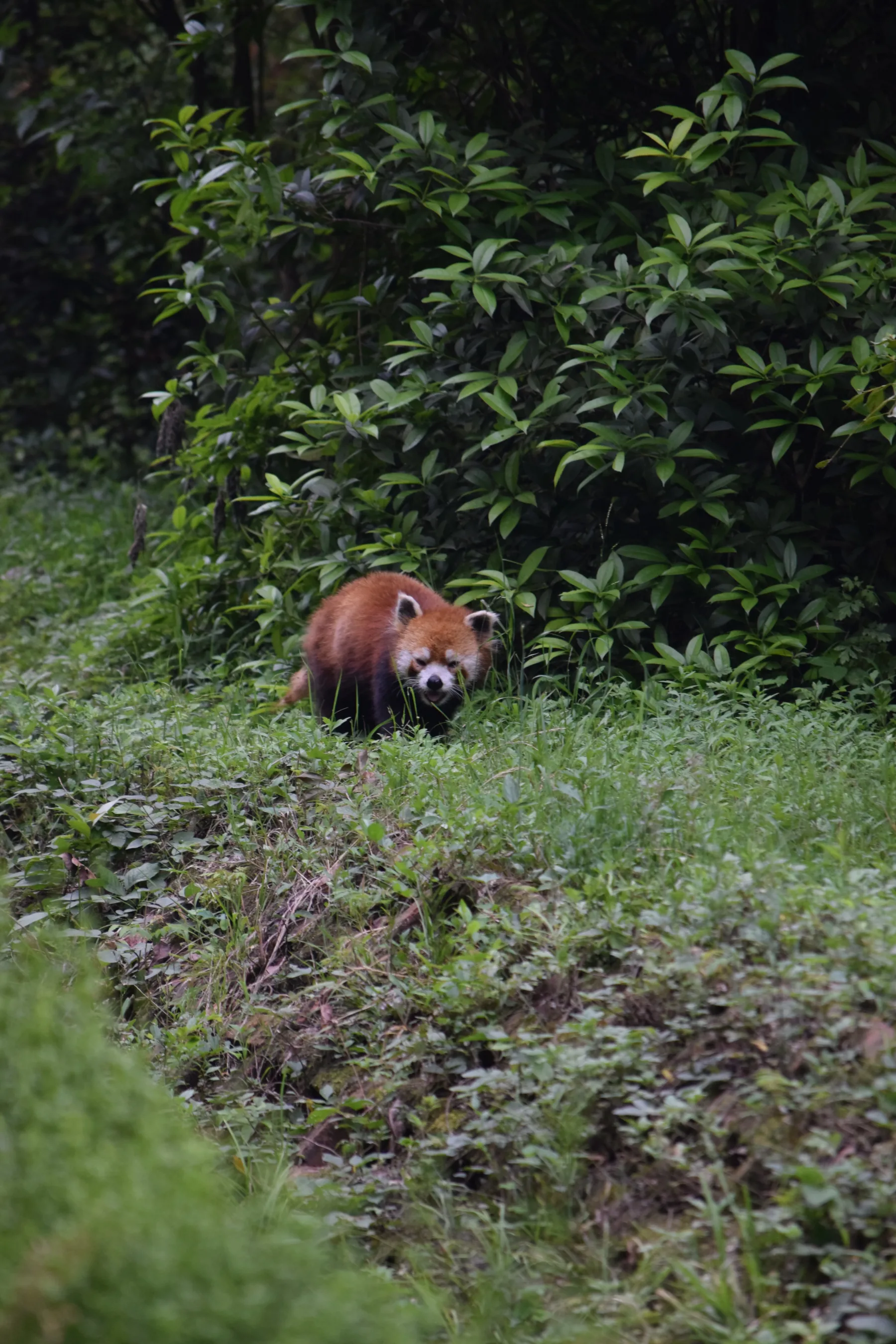 Panda Base - Sichuan