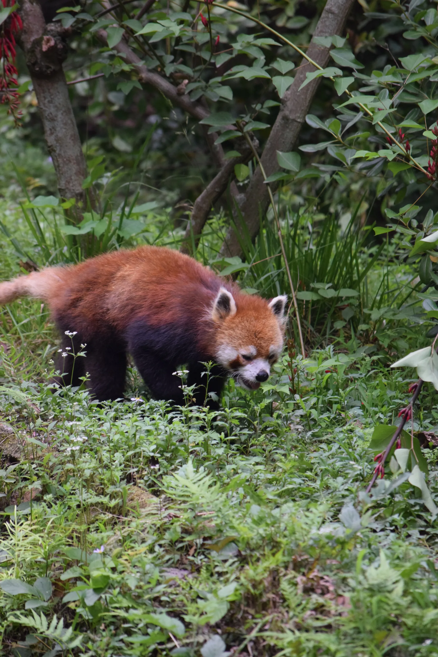 Panda Base - Sichuan