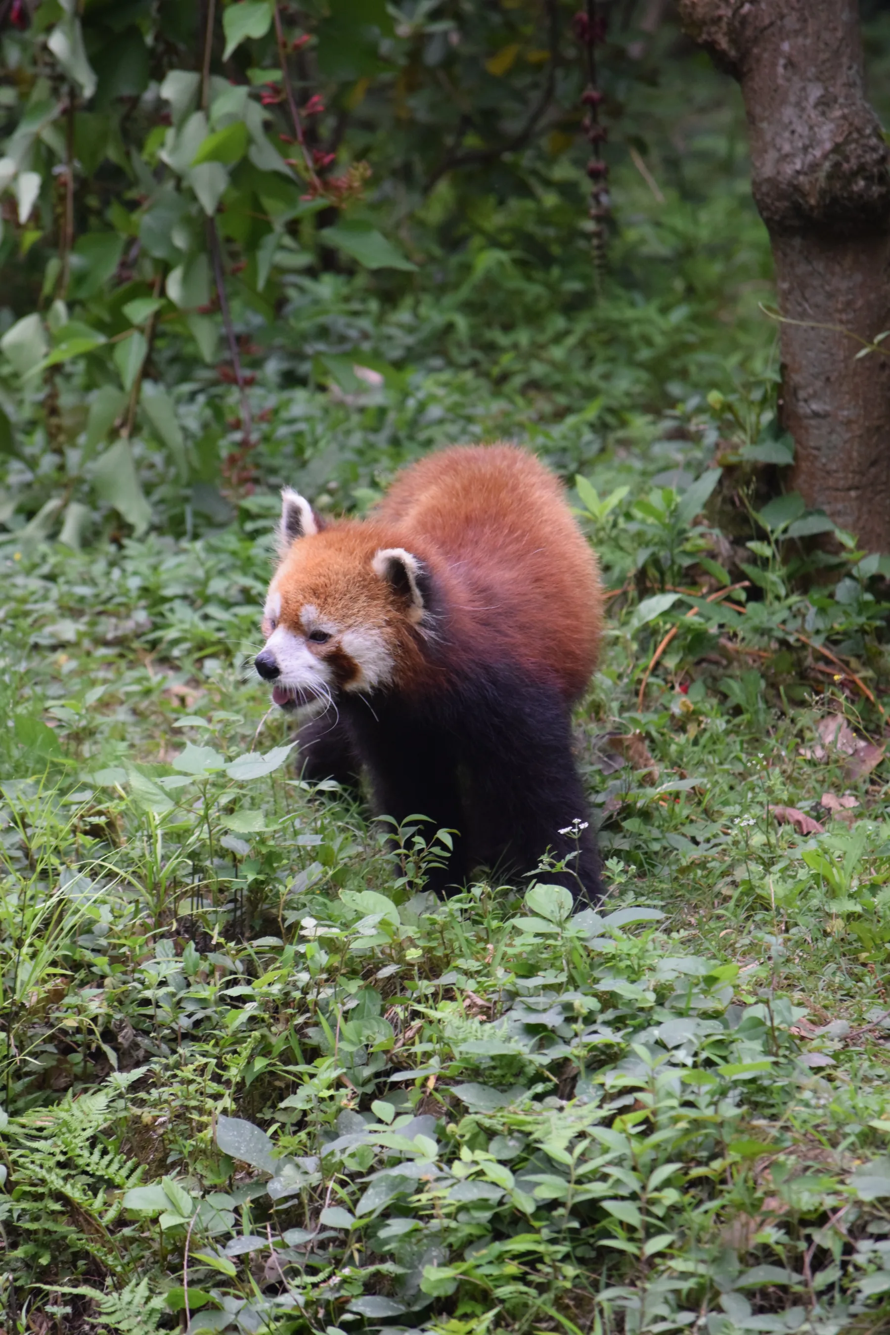 Panda Base - Sichuan