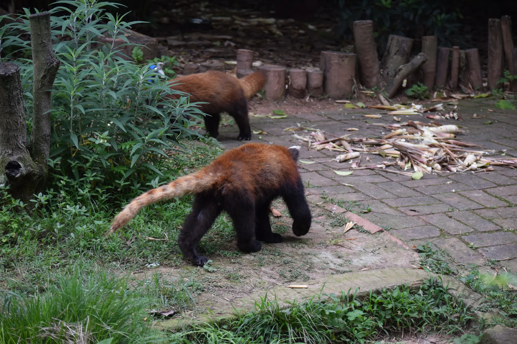 Panda Base - Sichuan