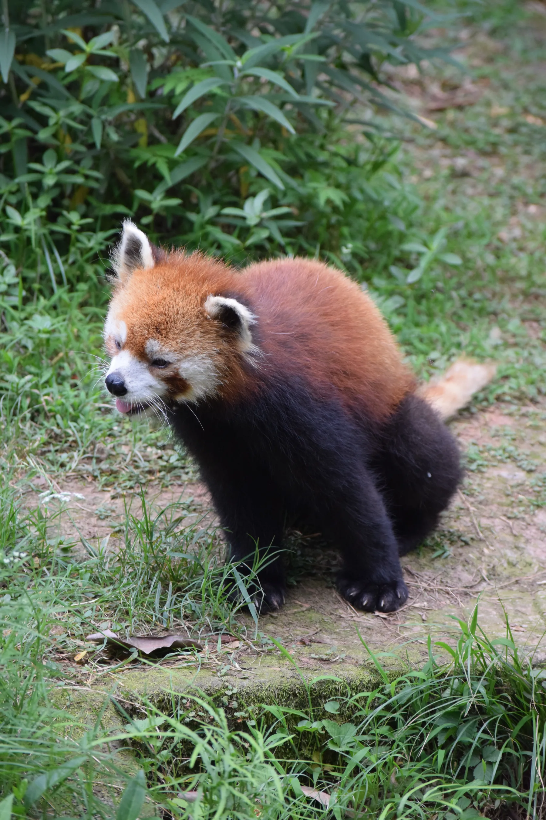 Panda Base - Sichuan