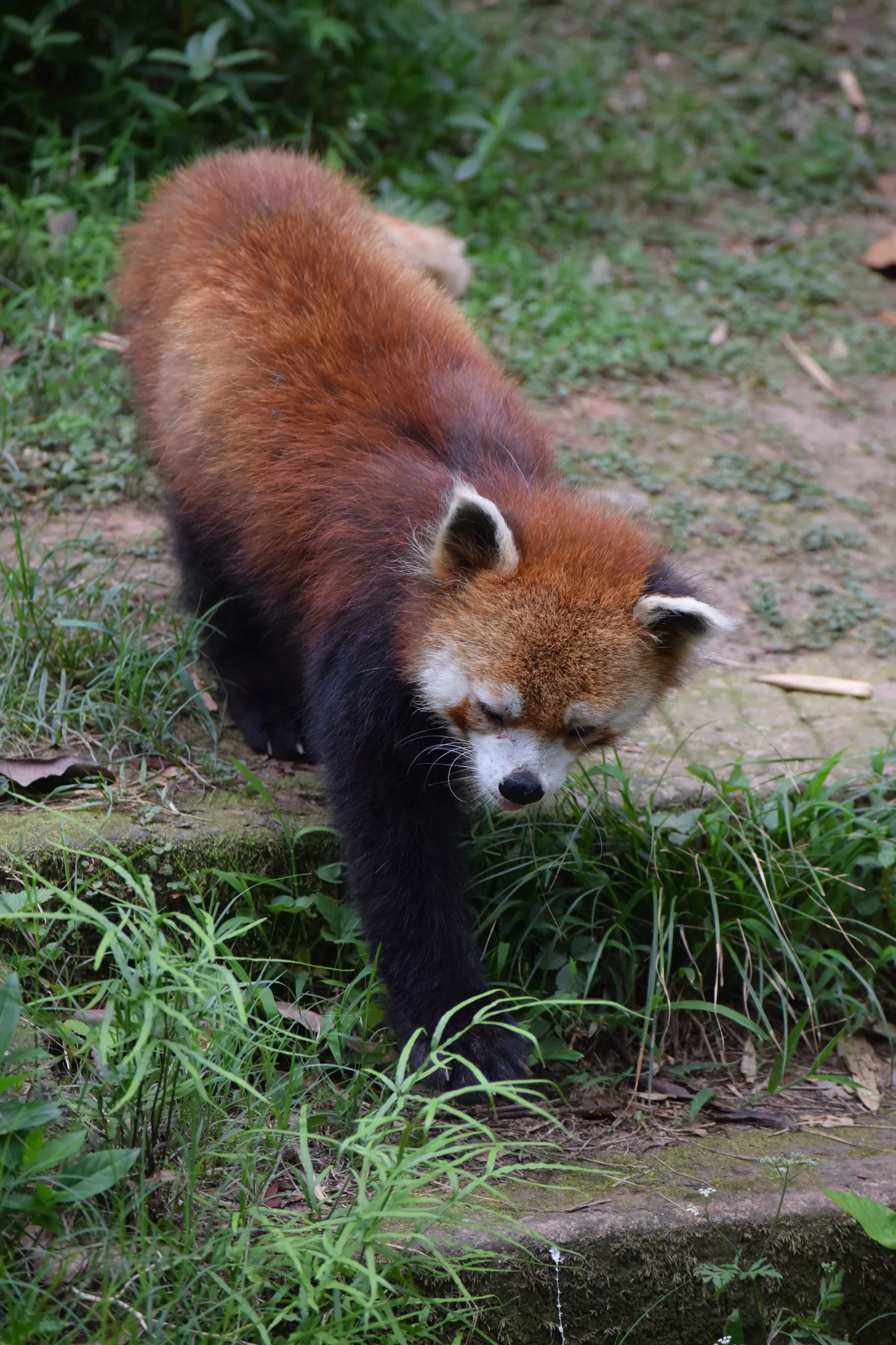 Panda Base - Sichuan