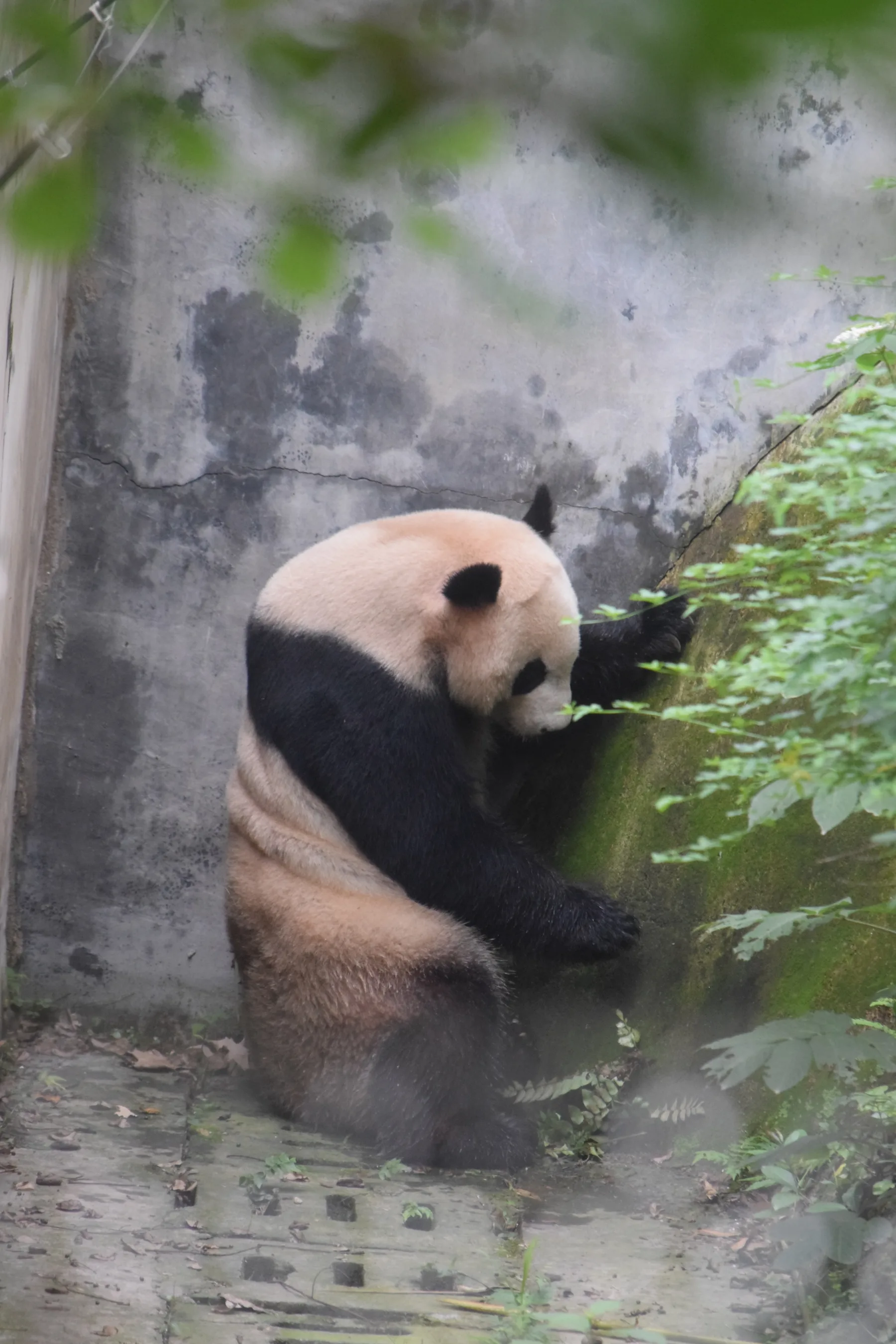Panda Base - Sichuan
