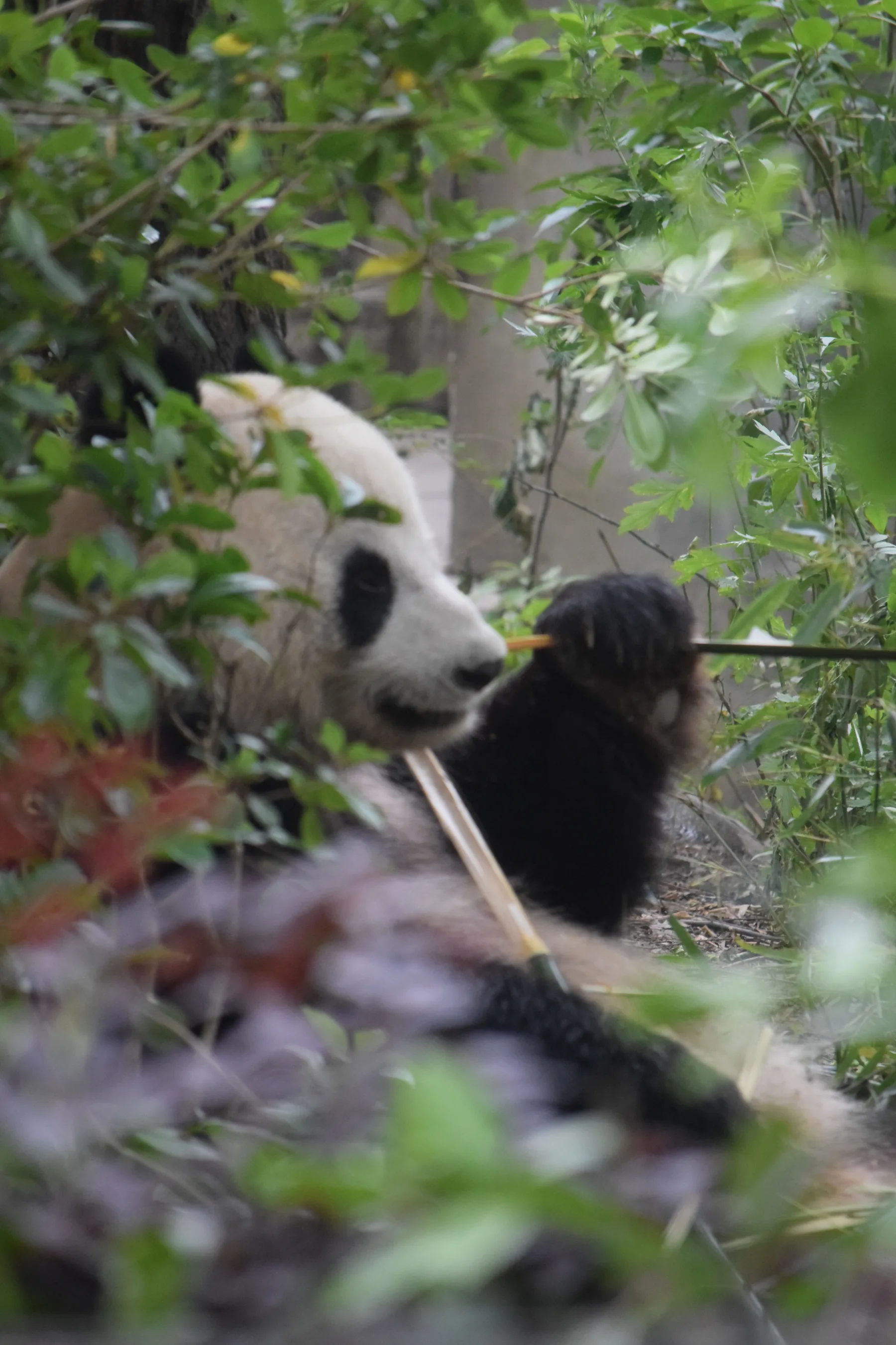 Panda Base - Sichuan
